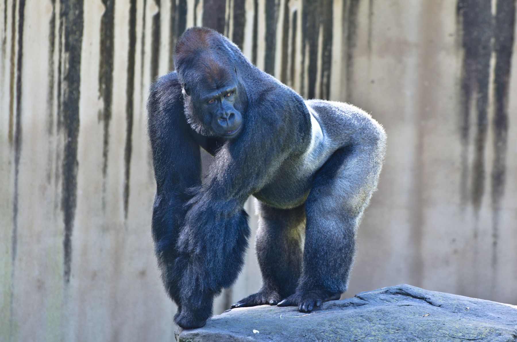 Gorilla, San Francisco Zoo