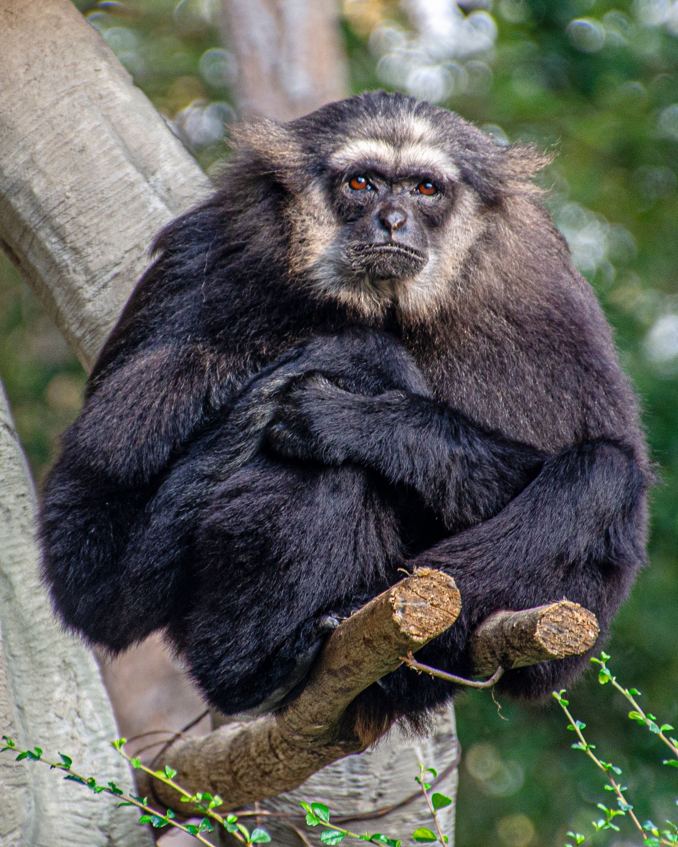 Monkey, Thailand Zoo