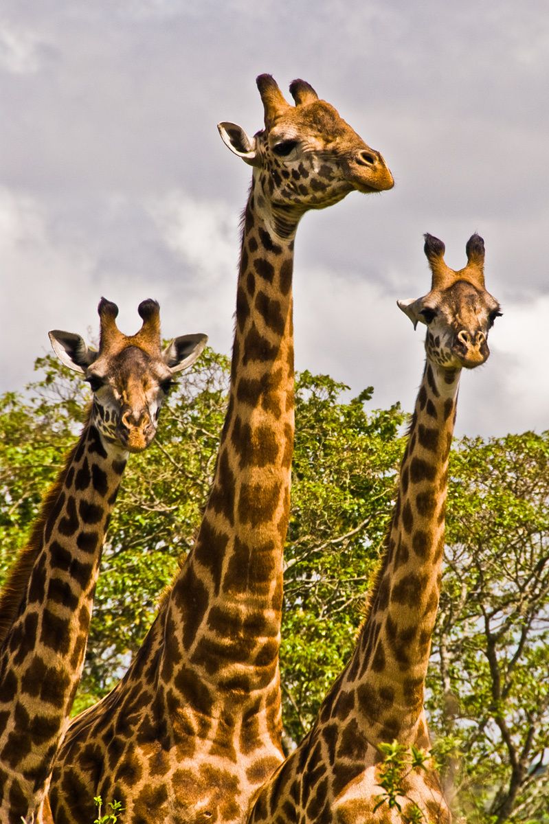 Masai Giraffees, Arusha National Park, Tanzania
