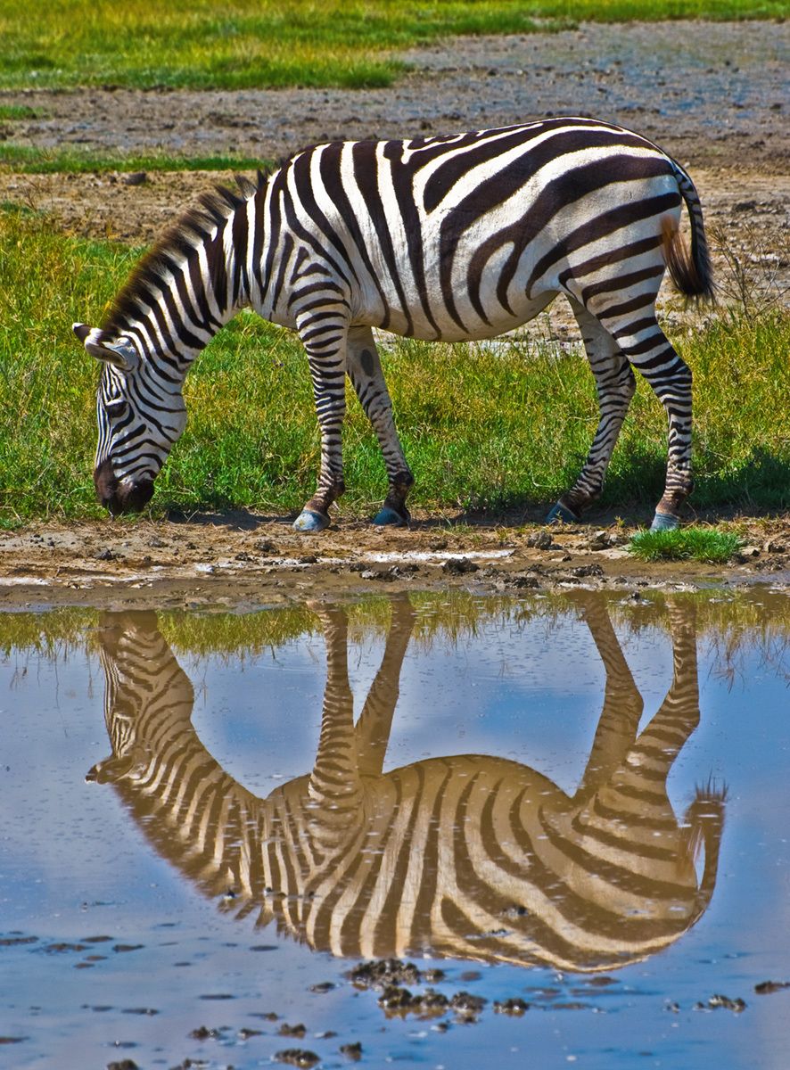 Grazing Zebra, Ngorongoro Crater, Tanzania