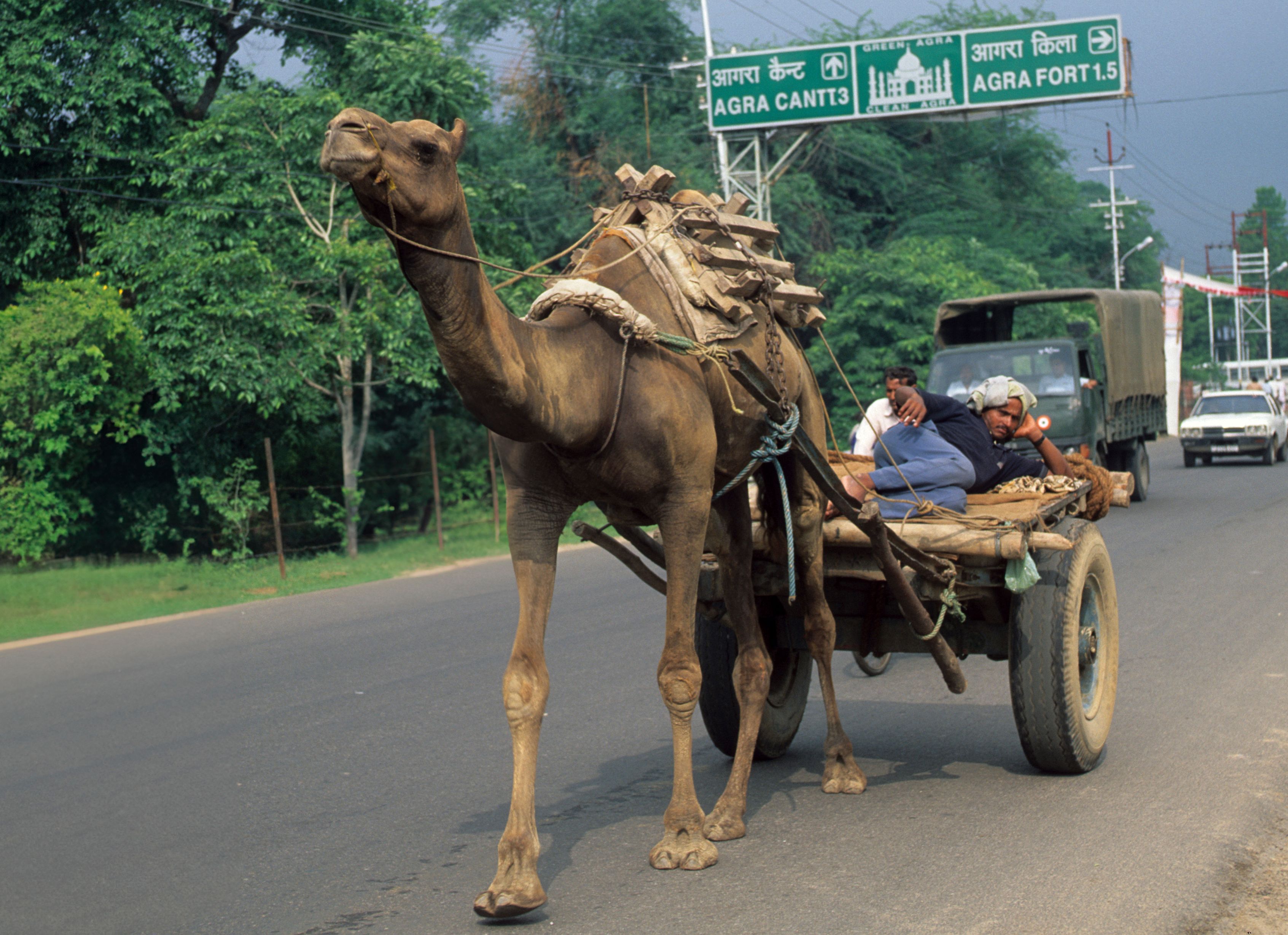 Camel ride, Agra, India