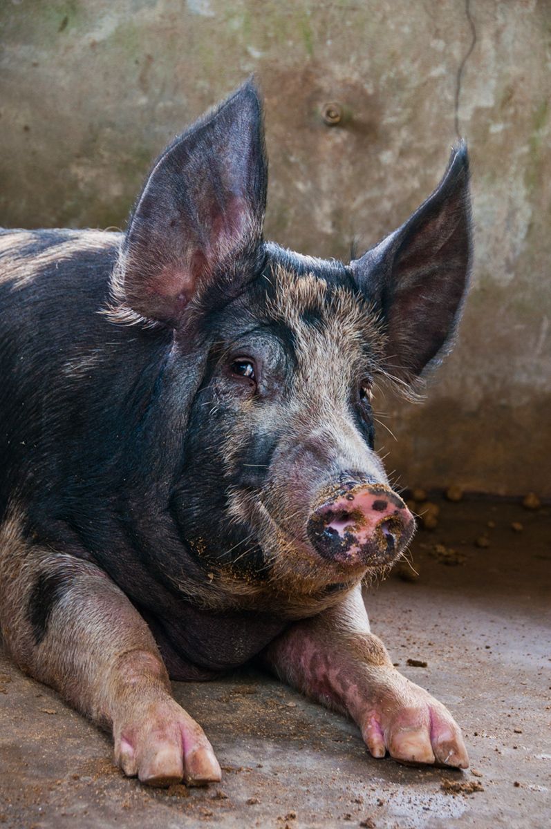 Pig, Central Vietnam
