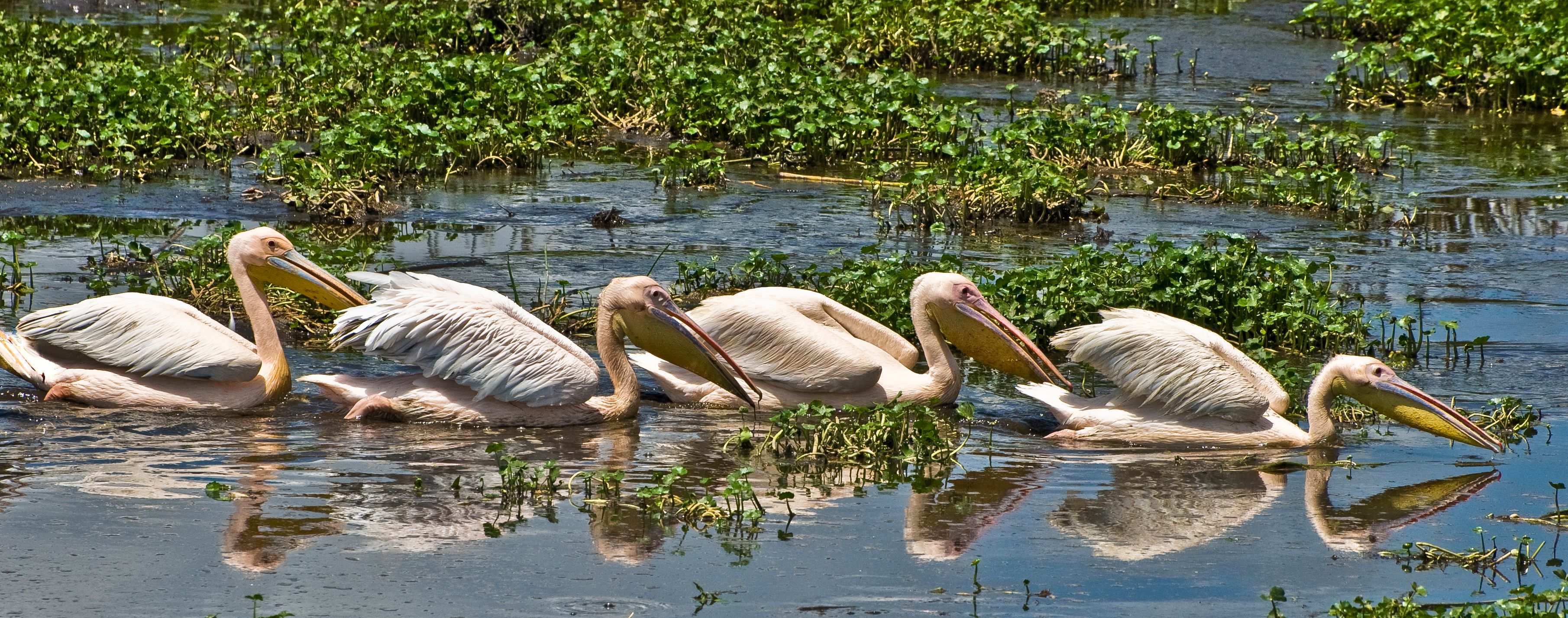Pelicans, Ngorongoro Crater, Tanzania
