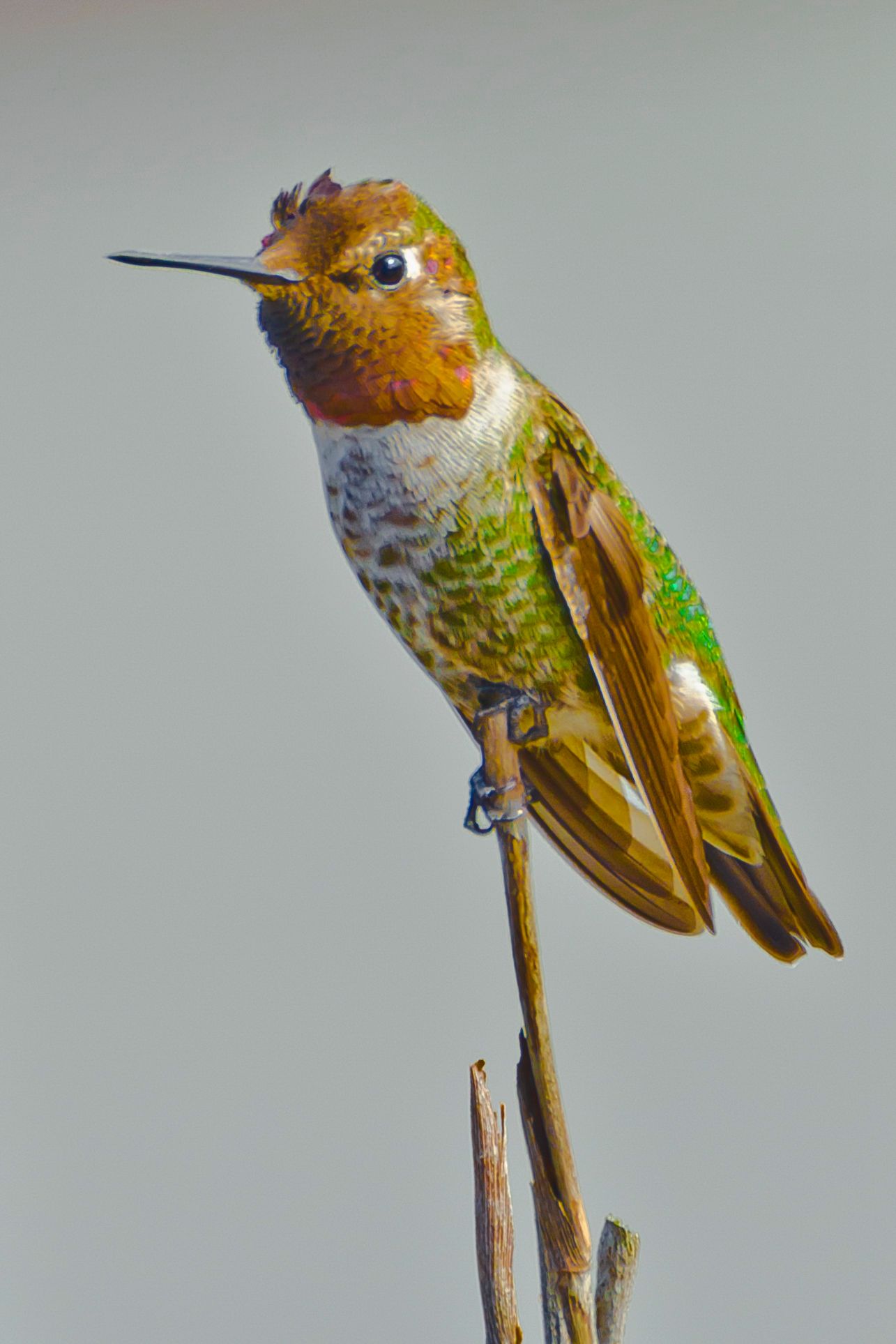 Hummingbird, Santa Cruz, CA