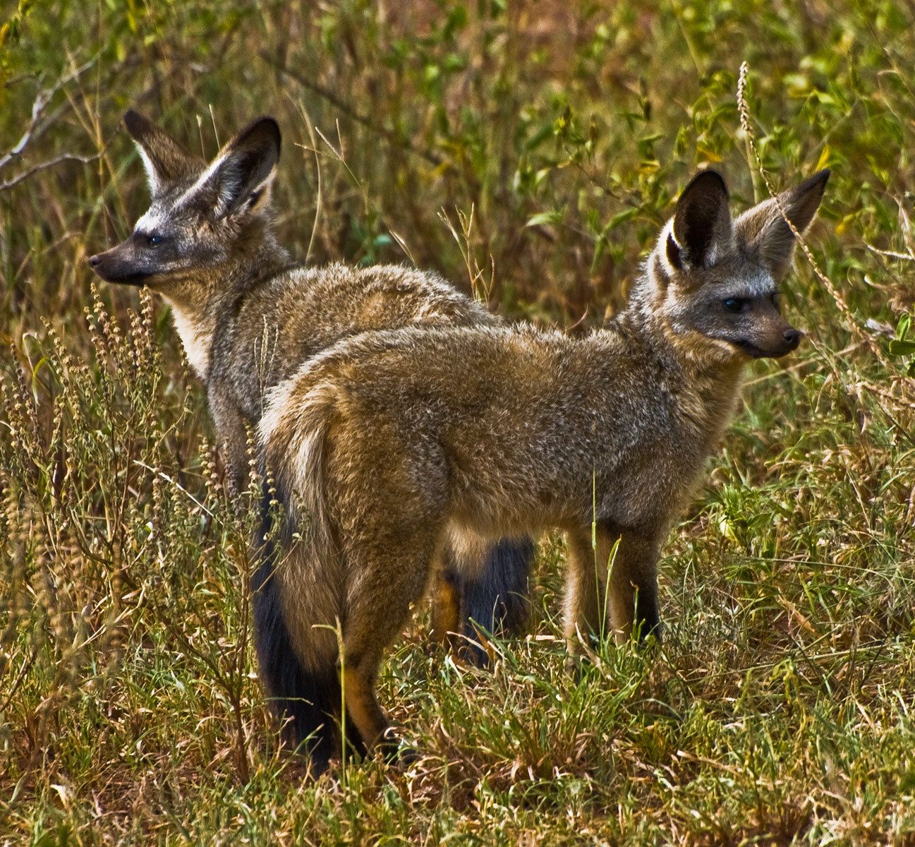 Bat-eared Foxes, Serengeti National Park, Tanzania
