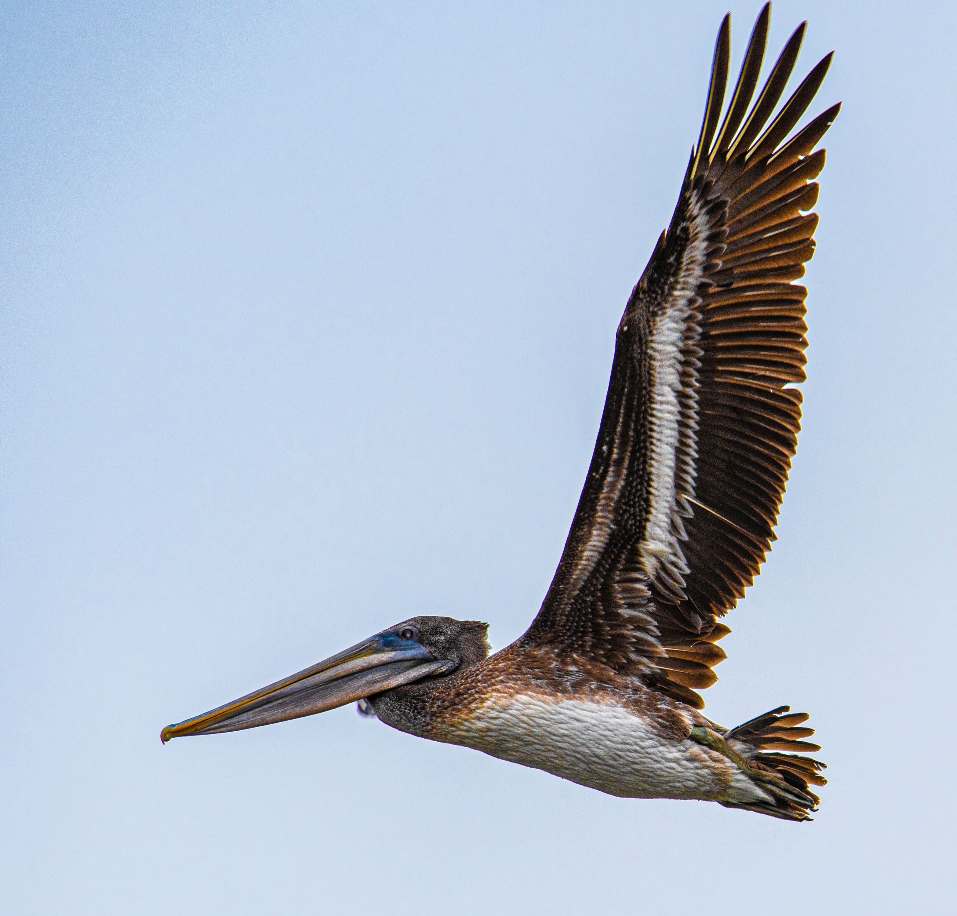 Pelican  in flight, Santa Cruz, CA