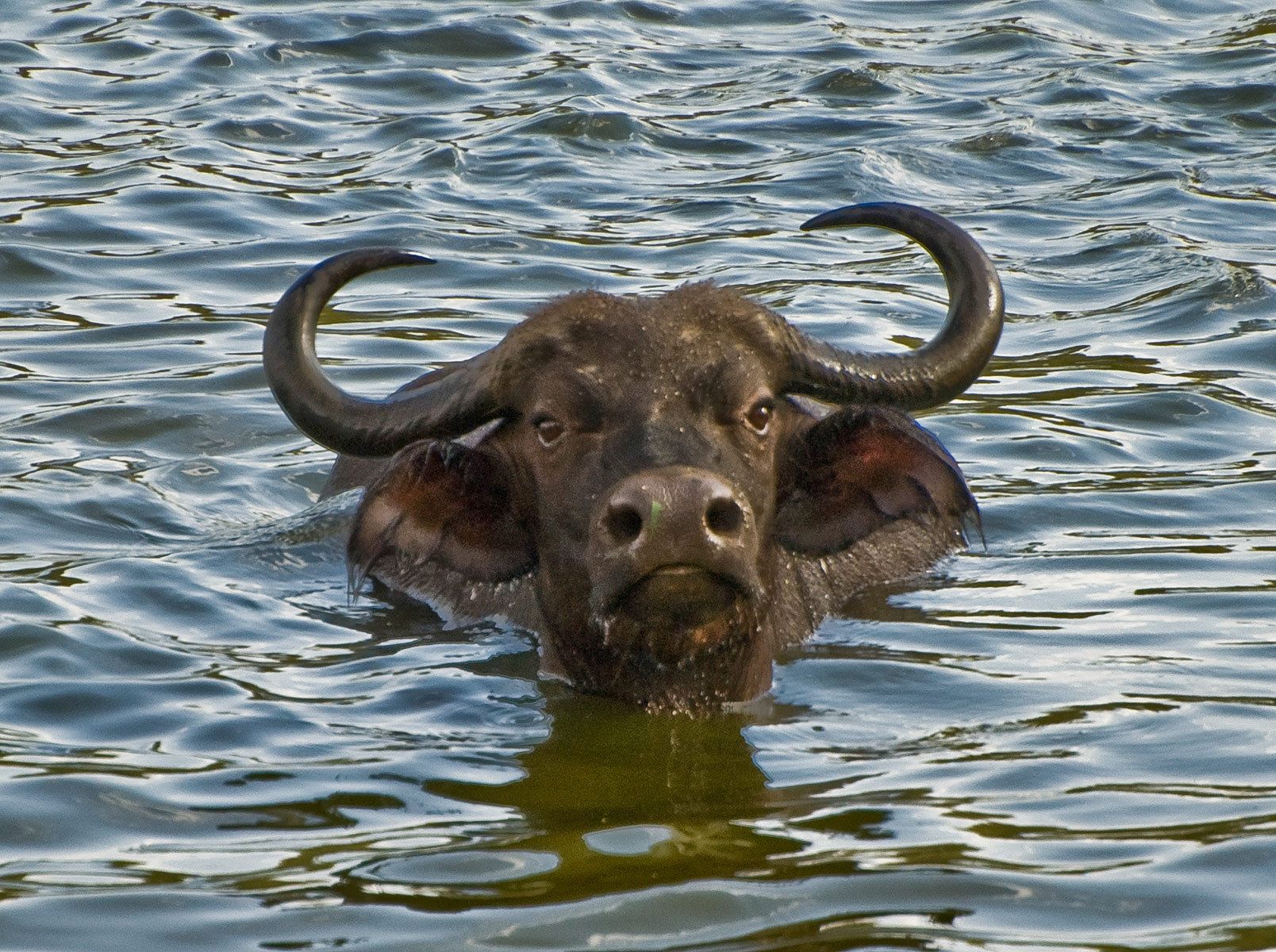 Water Buffalo, Arusha National Park, Tanzania
