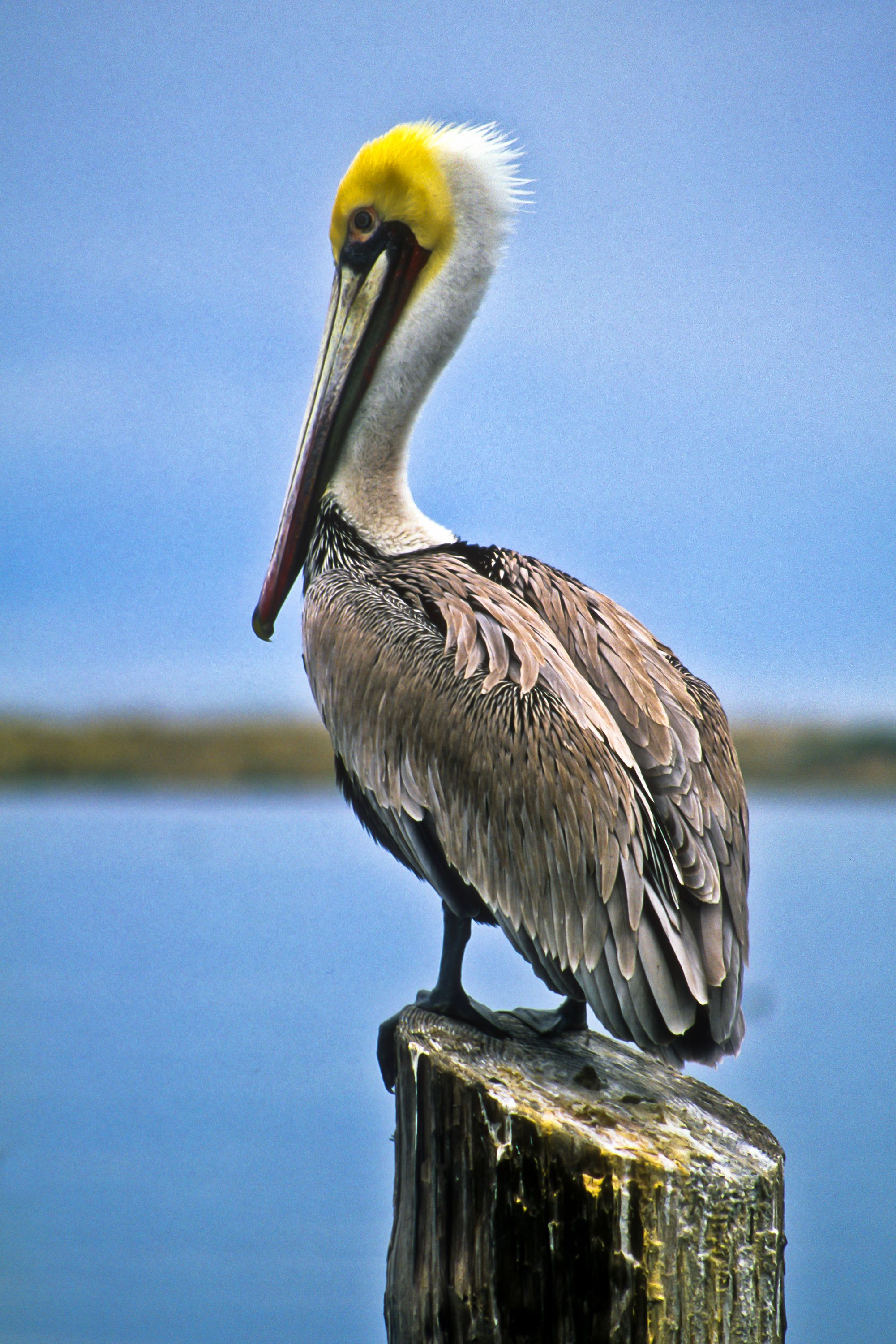 Pelican, Morro Bay,  California