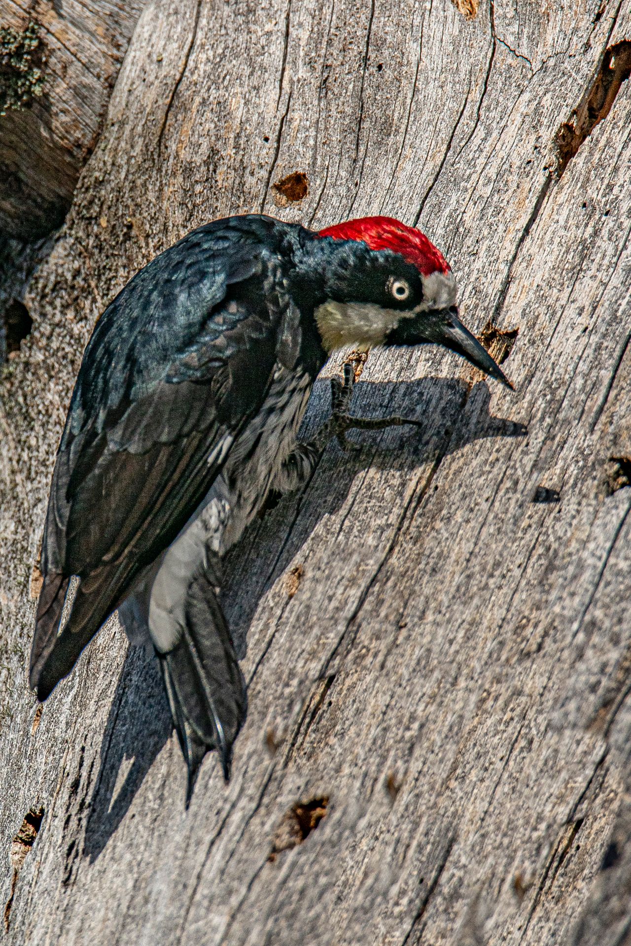 Woodpecker, Felton, California