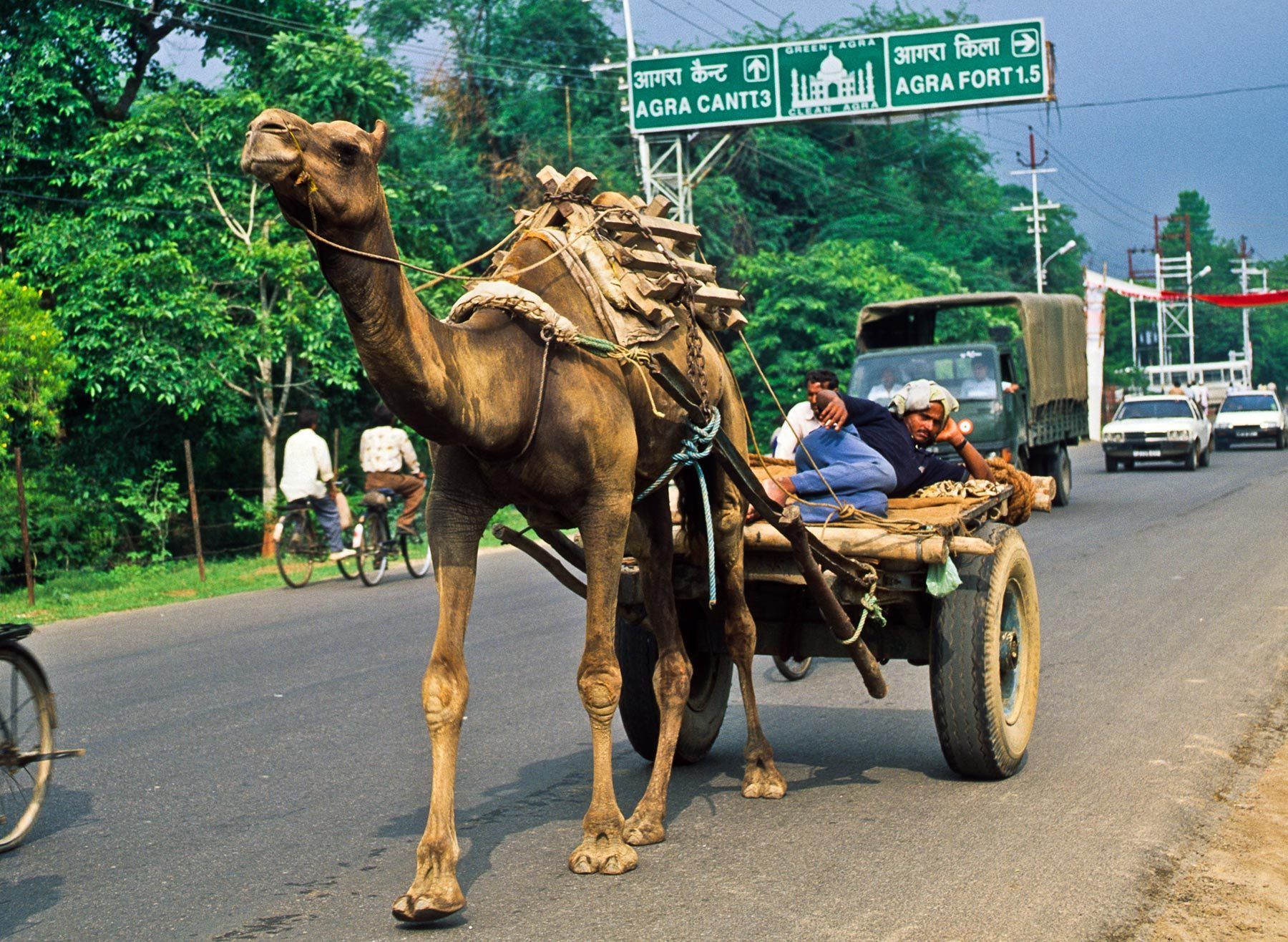 Camel driven Cart, Agra, India