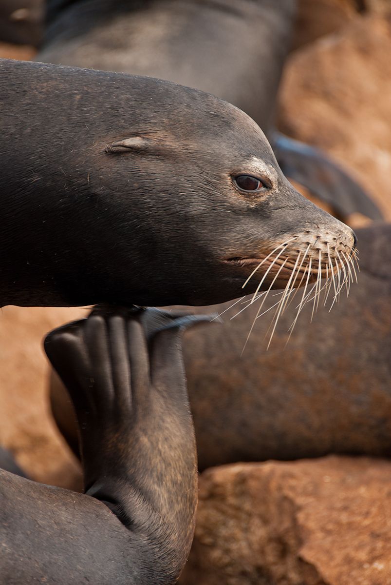 Scratching Seal, Monterey, California