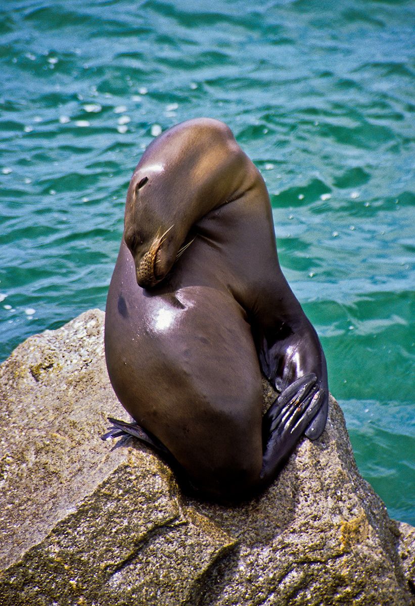 Resting Seal, Monterey, California