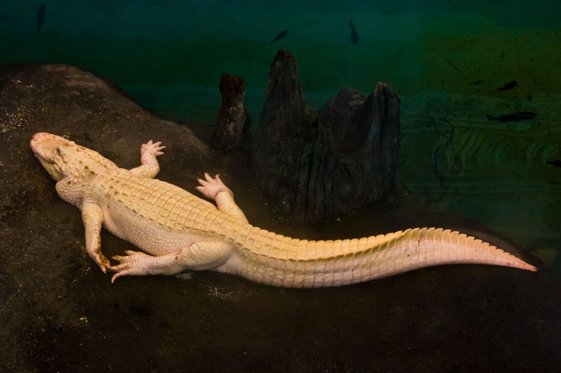 Albino Alligator, San Francisco Aquarium, California