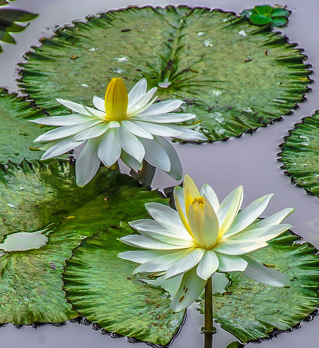 Lily pad flowers, Thailand