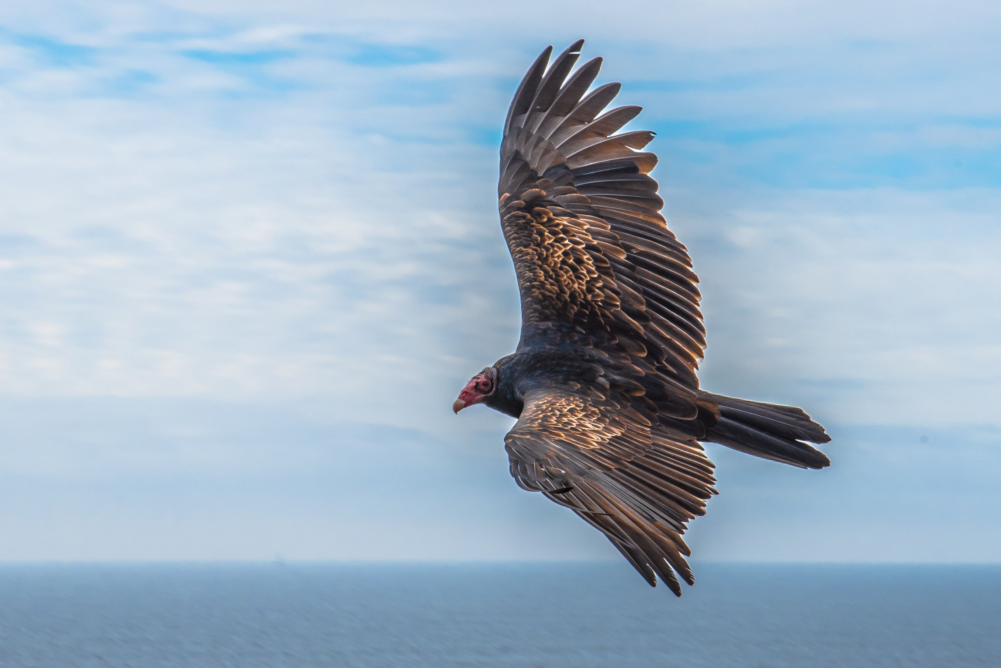 Vulture, North coast, California