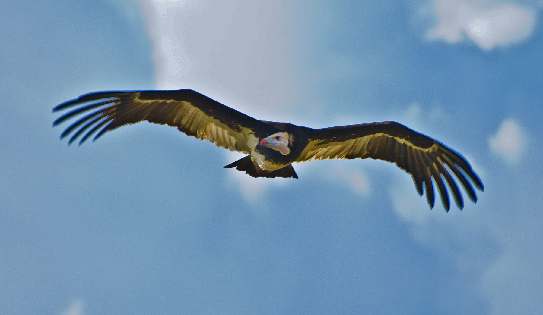Flying Vulture, Tarangire National Park, Tanzania