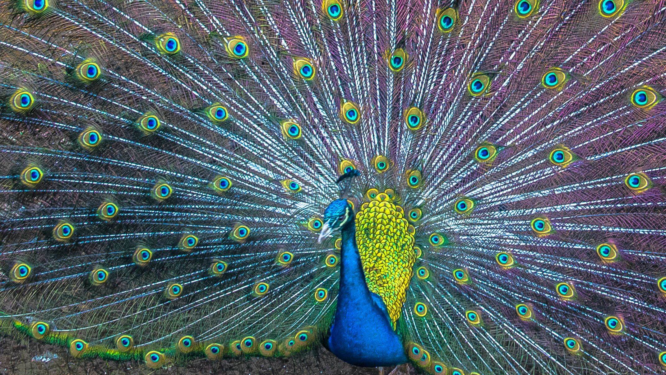 Peacock, Myanmar