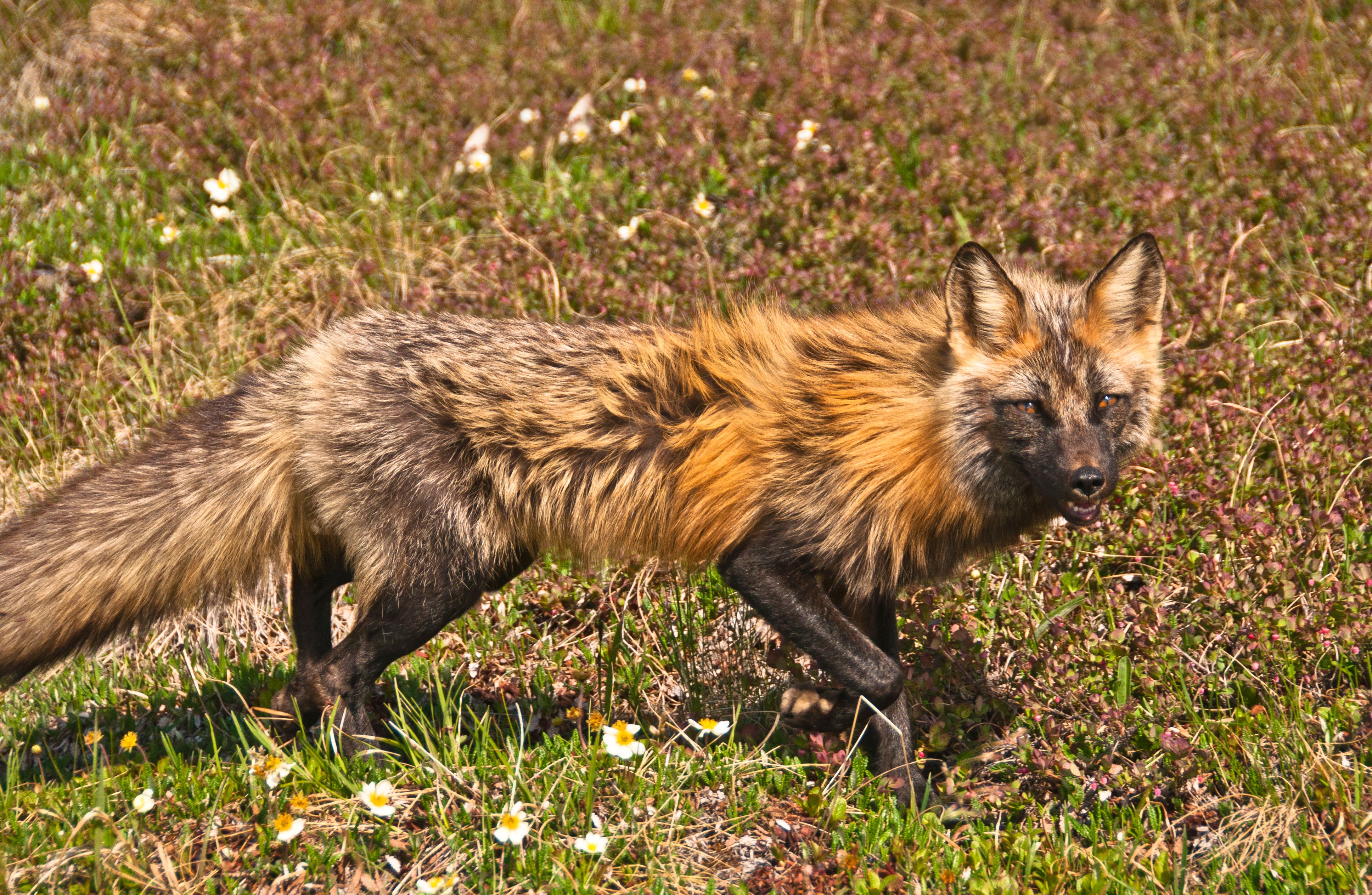 Red Fox, Denali National Park, Alaska 