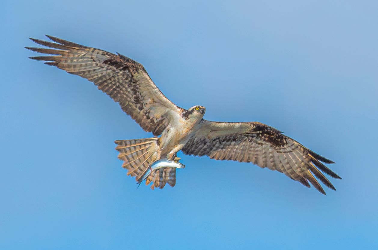 Osprey with Catch, Watsonville, California