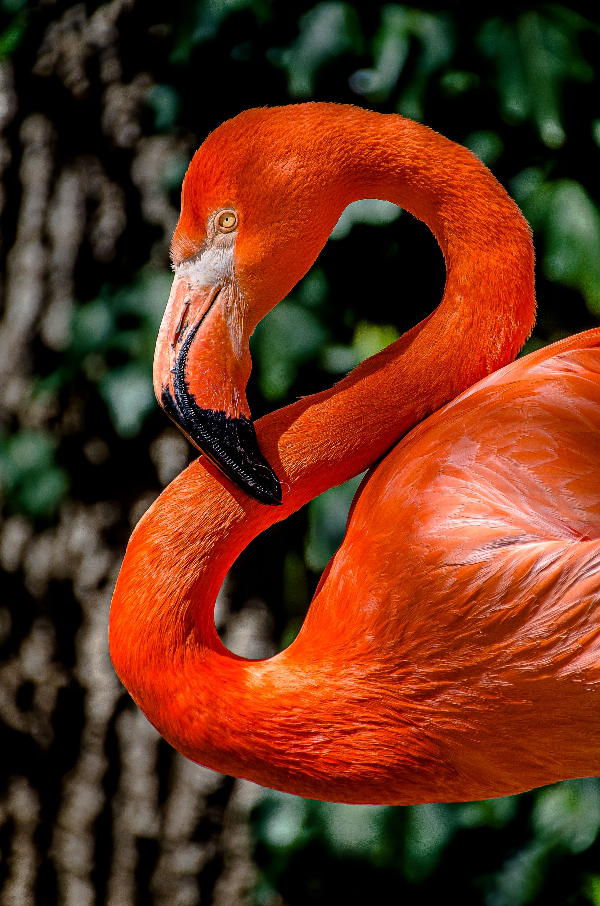 Flamingo, Charles Paddock Zoo, Atascadero, CA
