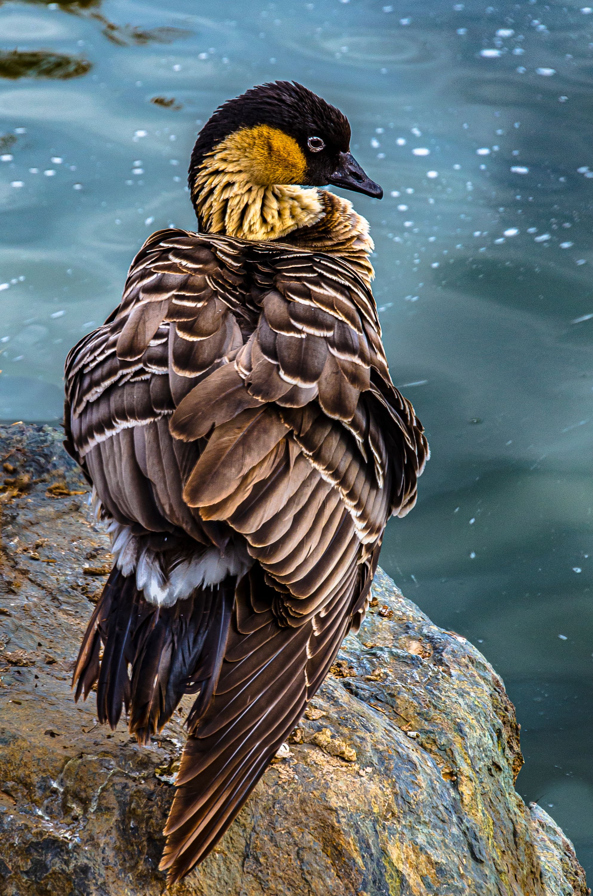Feathered duck, Auburn, CA