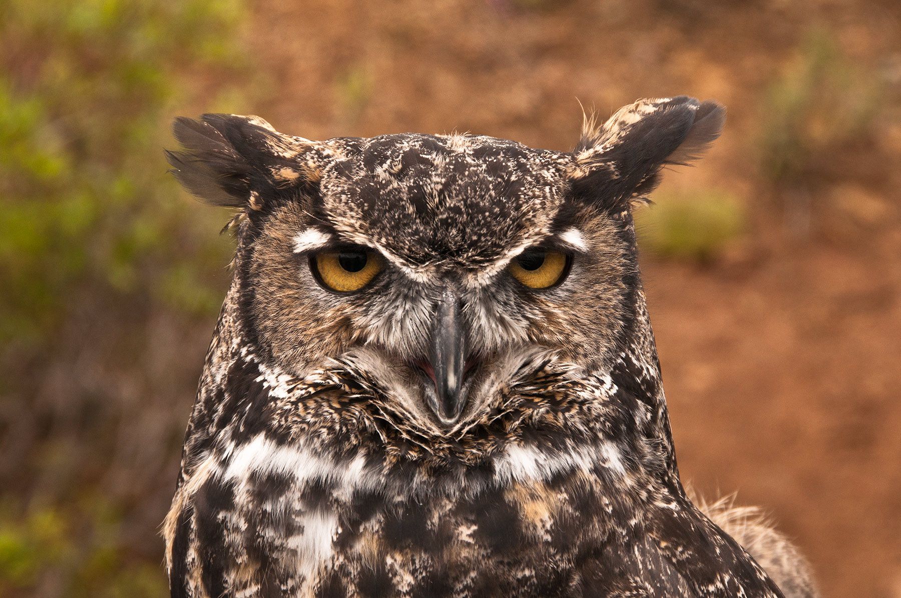 Great Horned Owl, Alaska