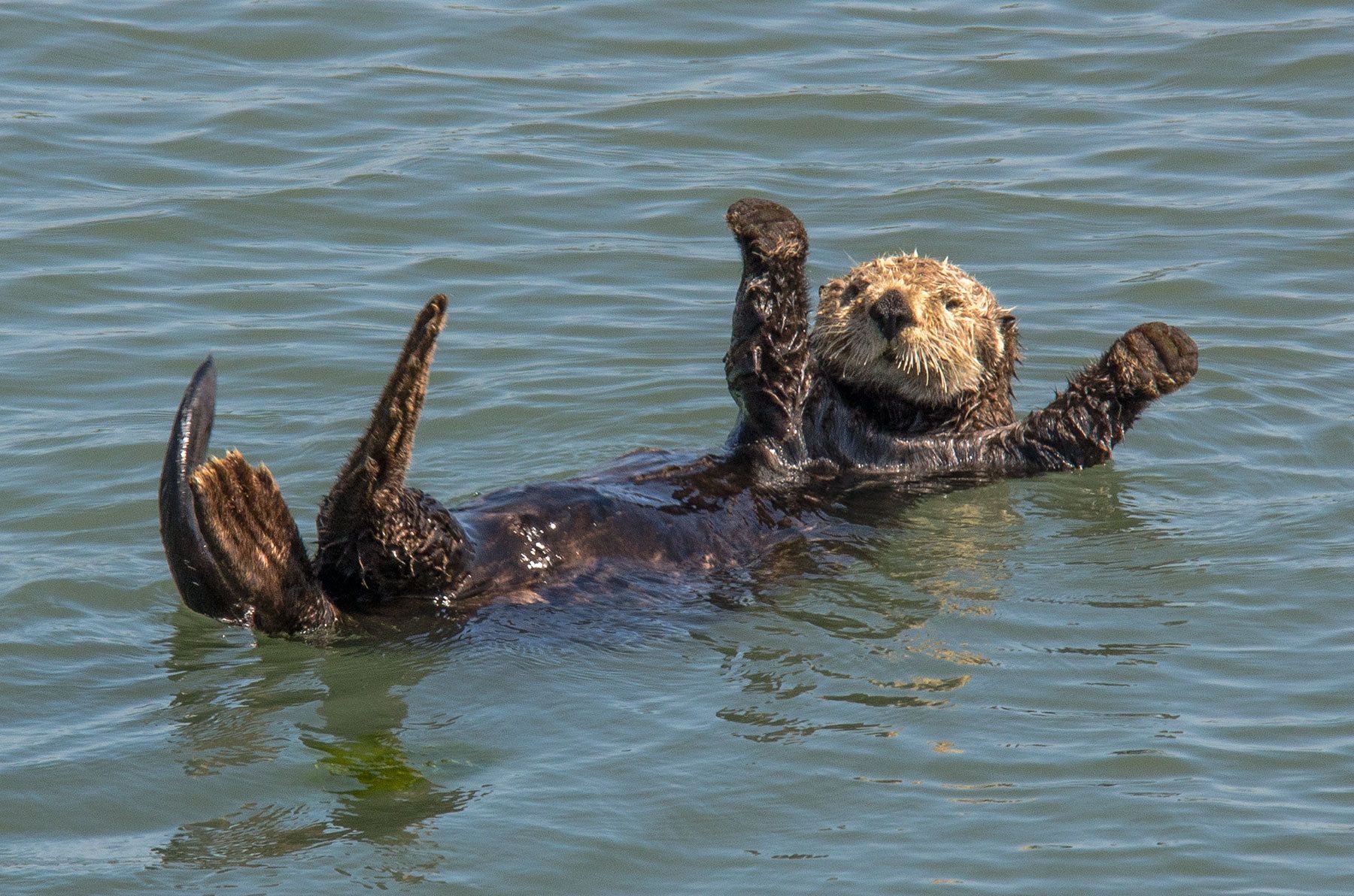 Sea Otter, Moss Landing, California