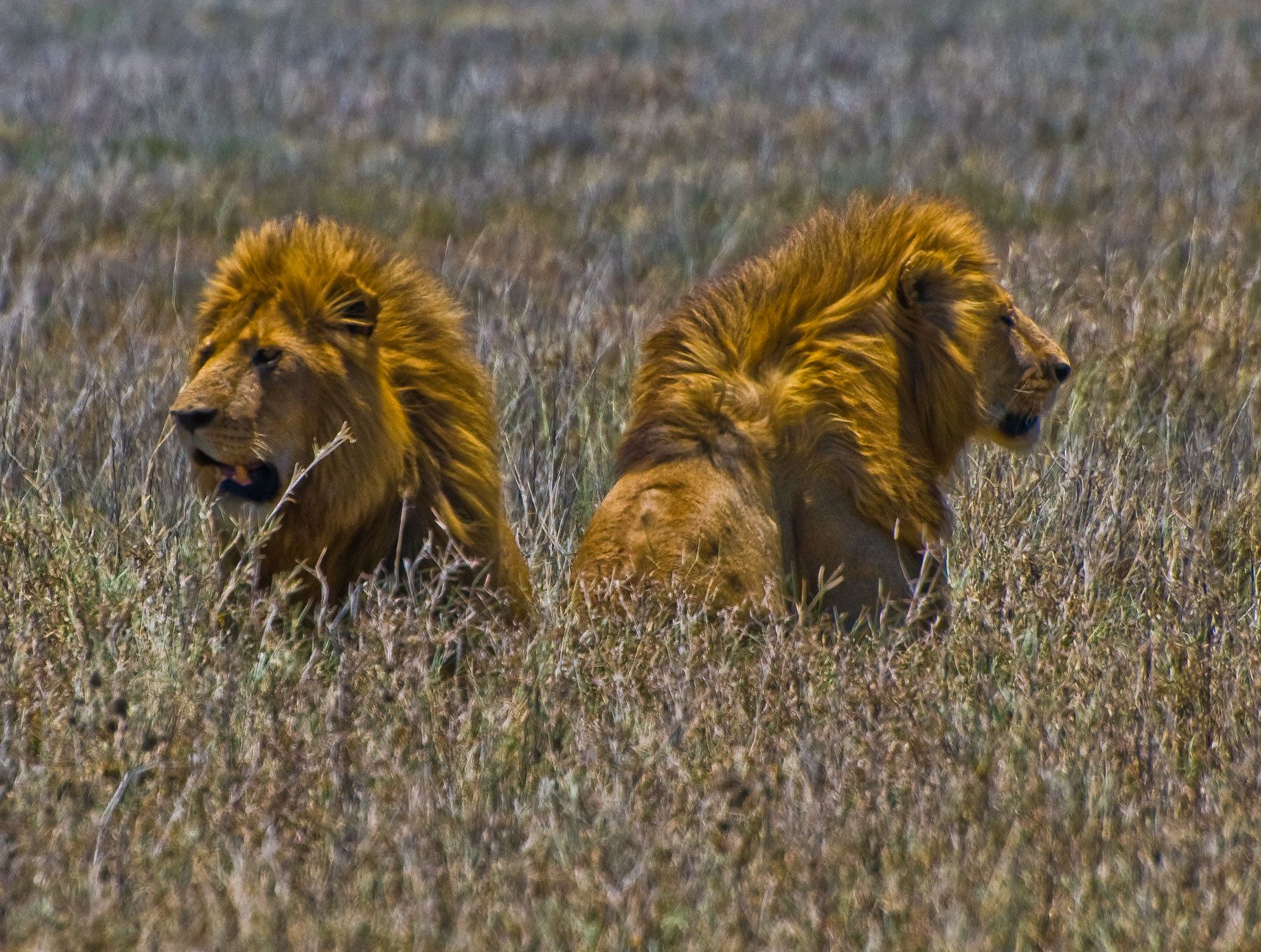 Male Lions, Ngorongoro Crater, Tanzania