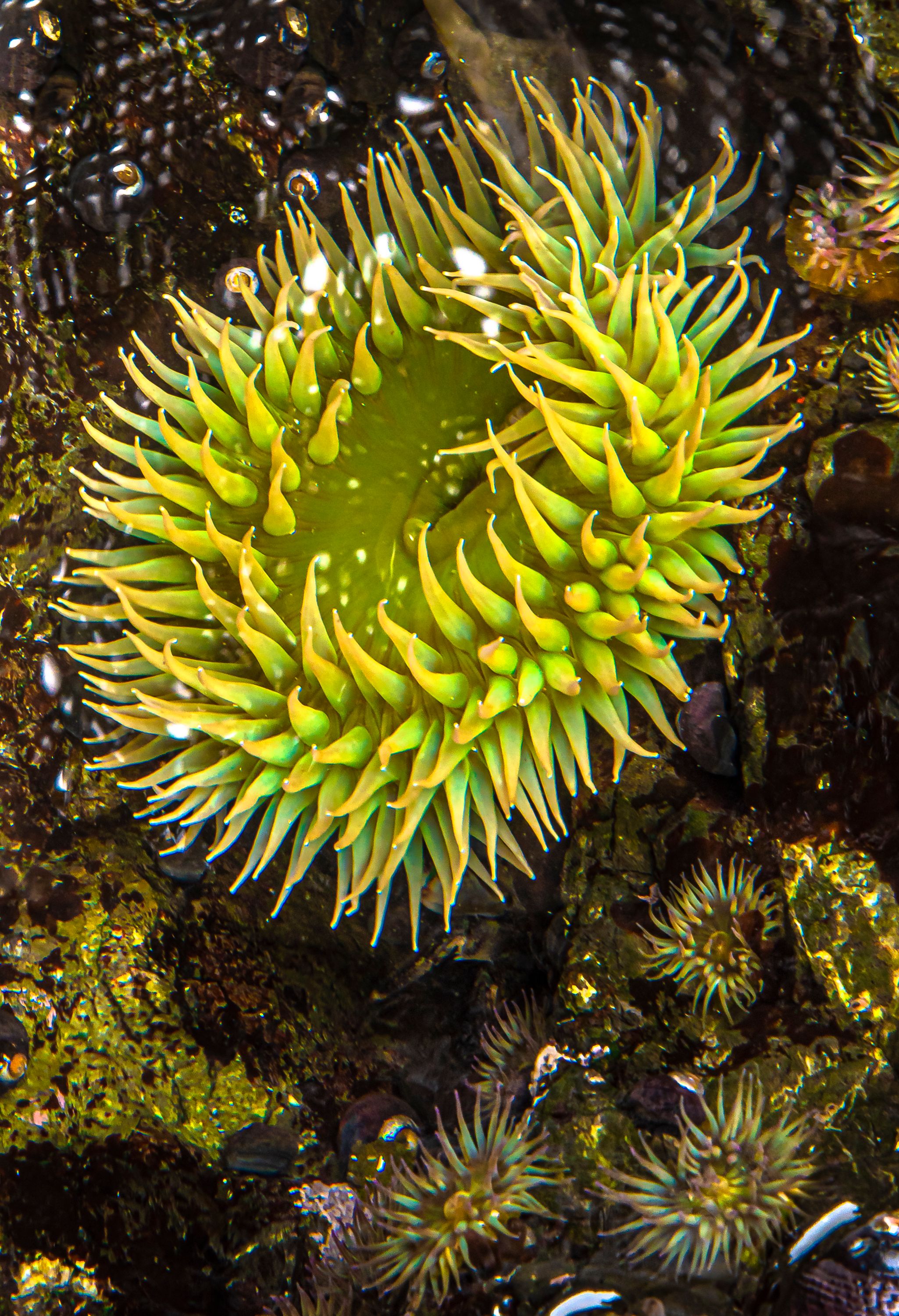 Sea Anemone, Mendocino, CA