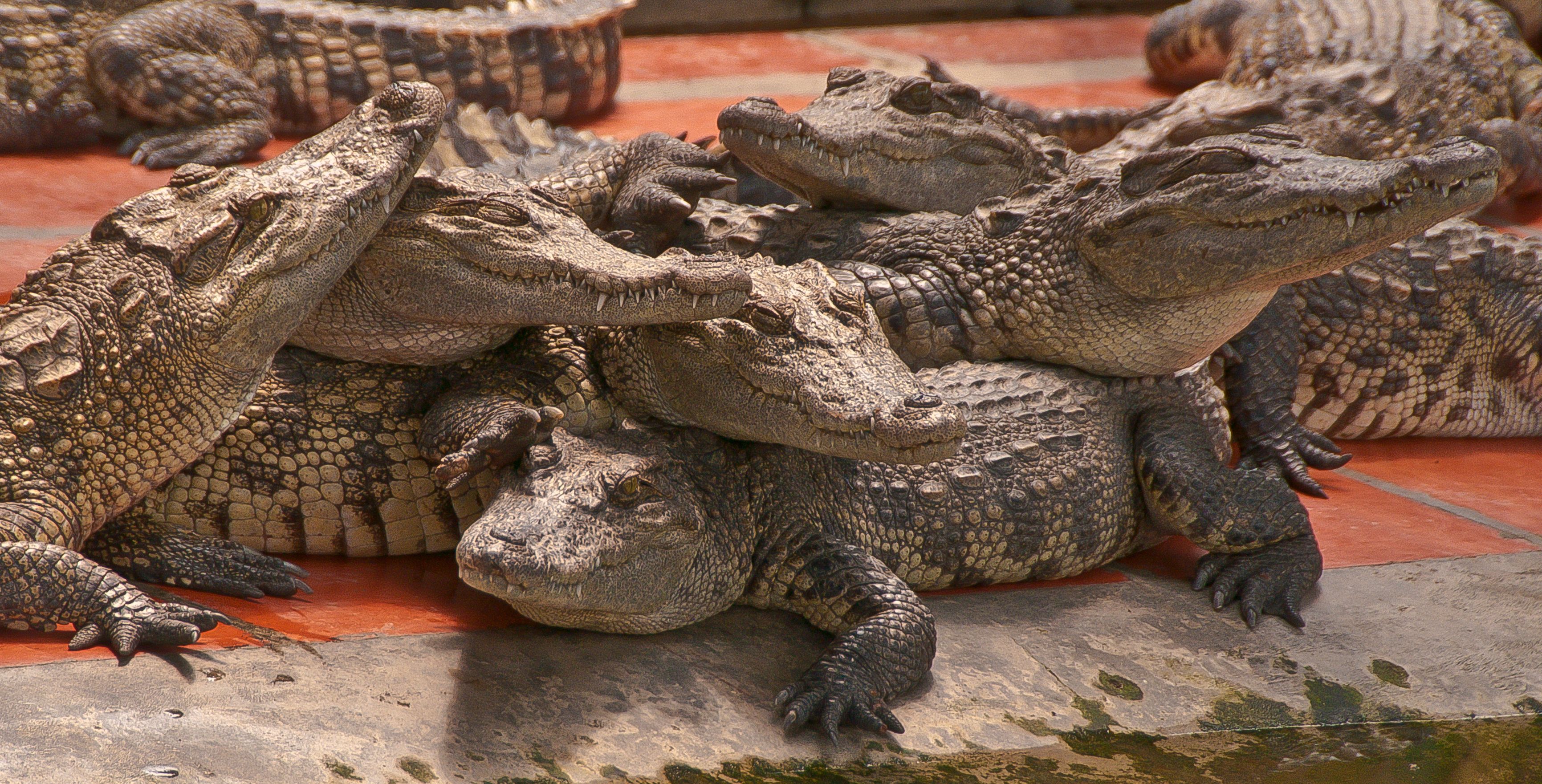 Alligators, Vietnam