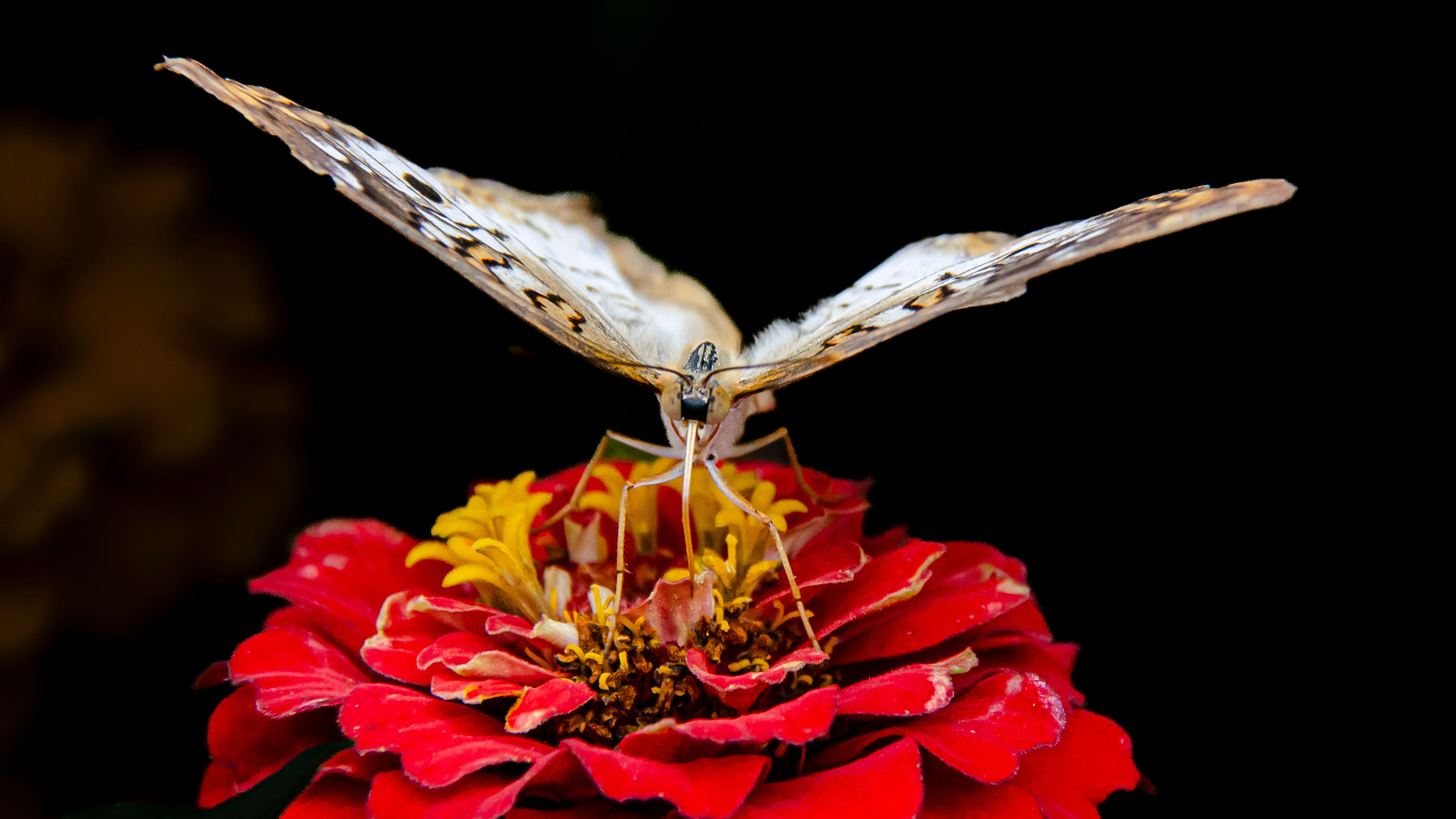 Moth, San Francisco Conservatory 