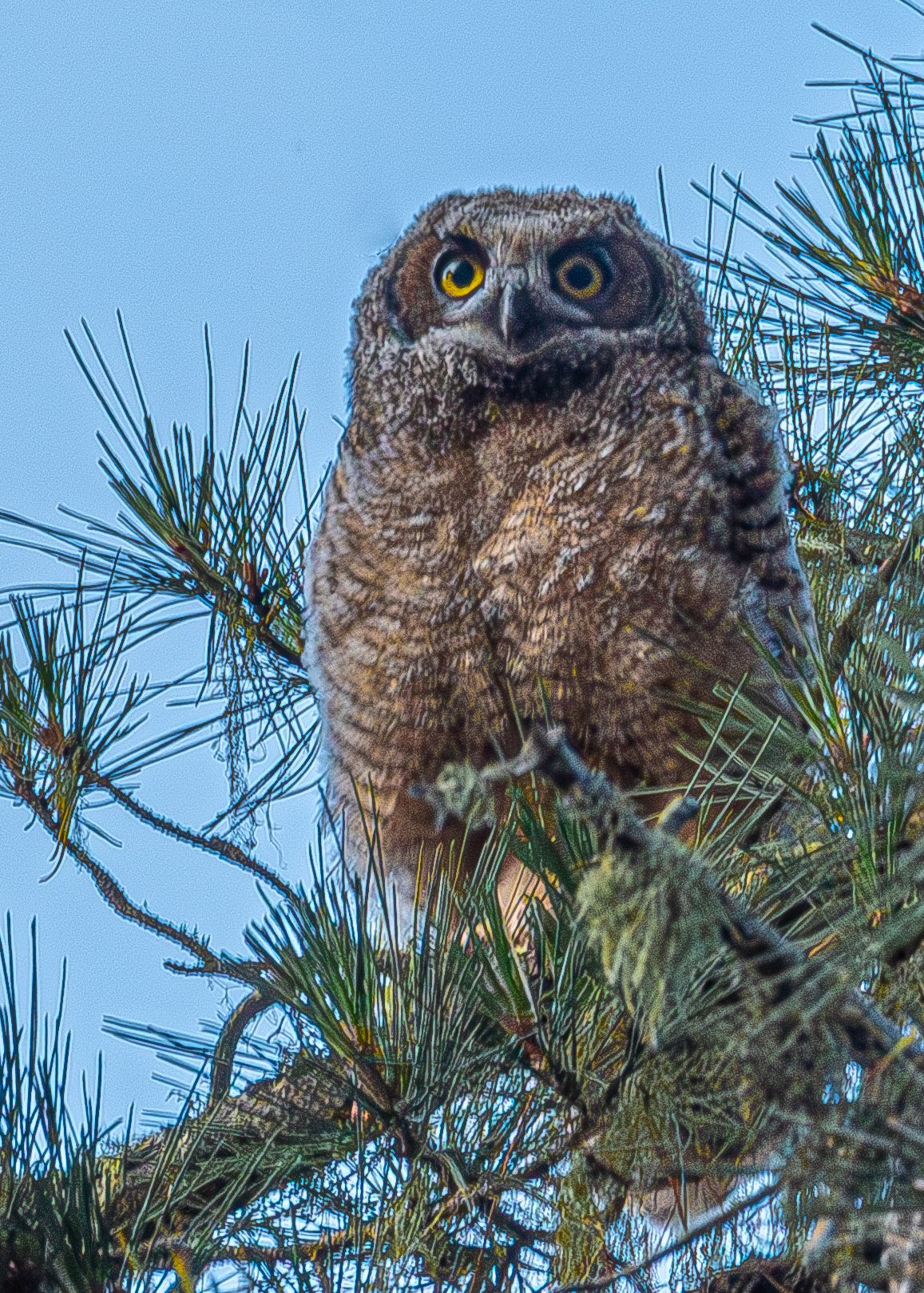 Juvenile Great Horn Owl, Santa Cruz, CA