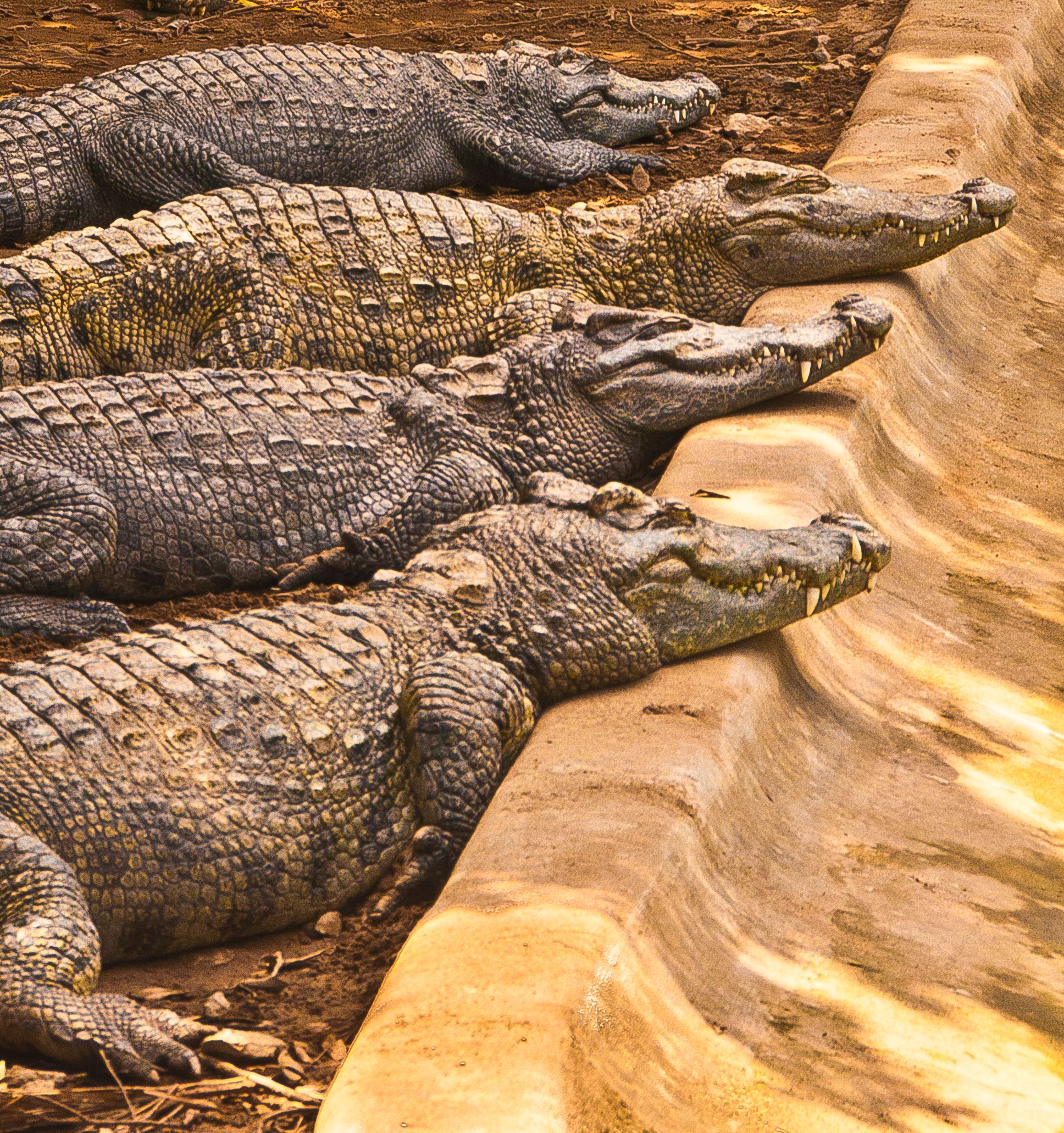 Alligators Sunbathing, Vietnam