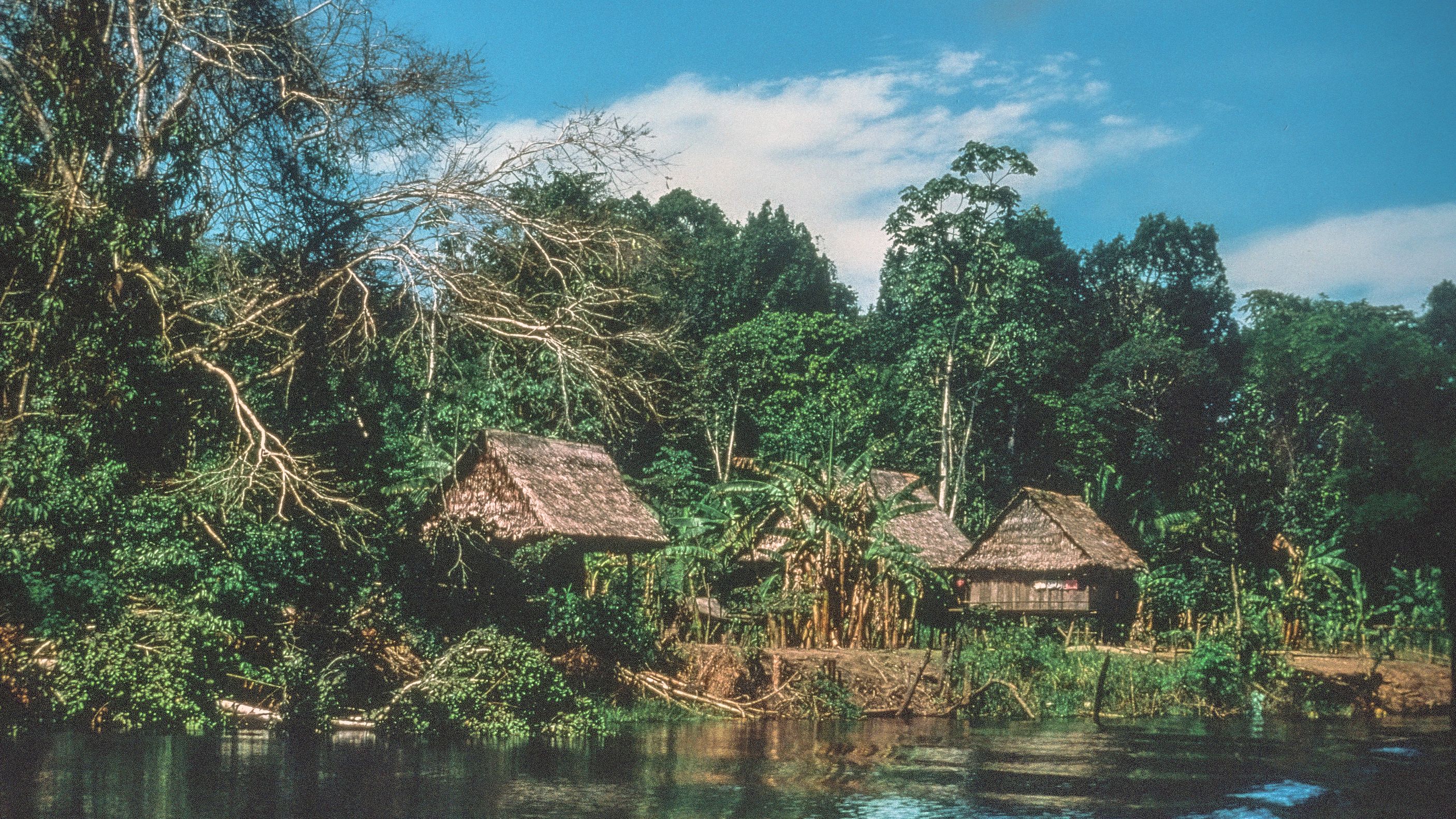 Amazon Rain Forest, Peru