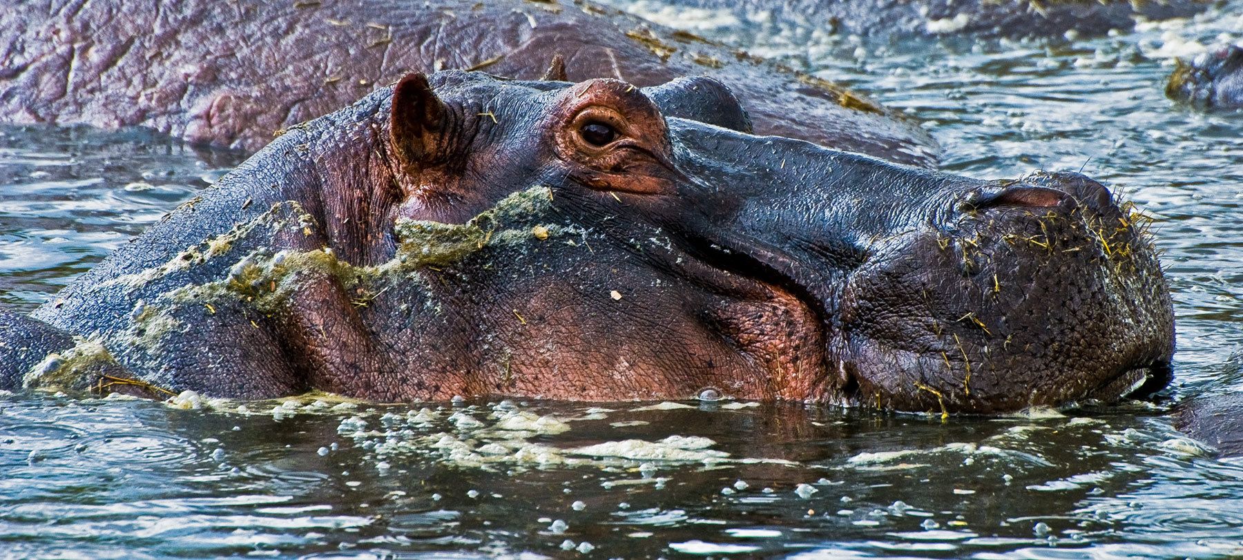 Hippopotamus in waterhole, Ngorongoro Crater, Tanzania