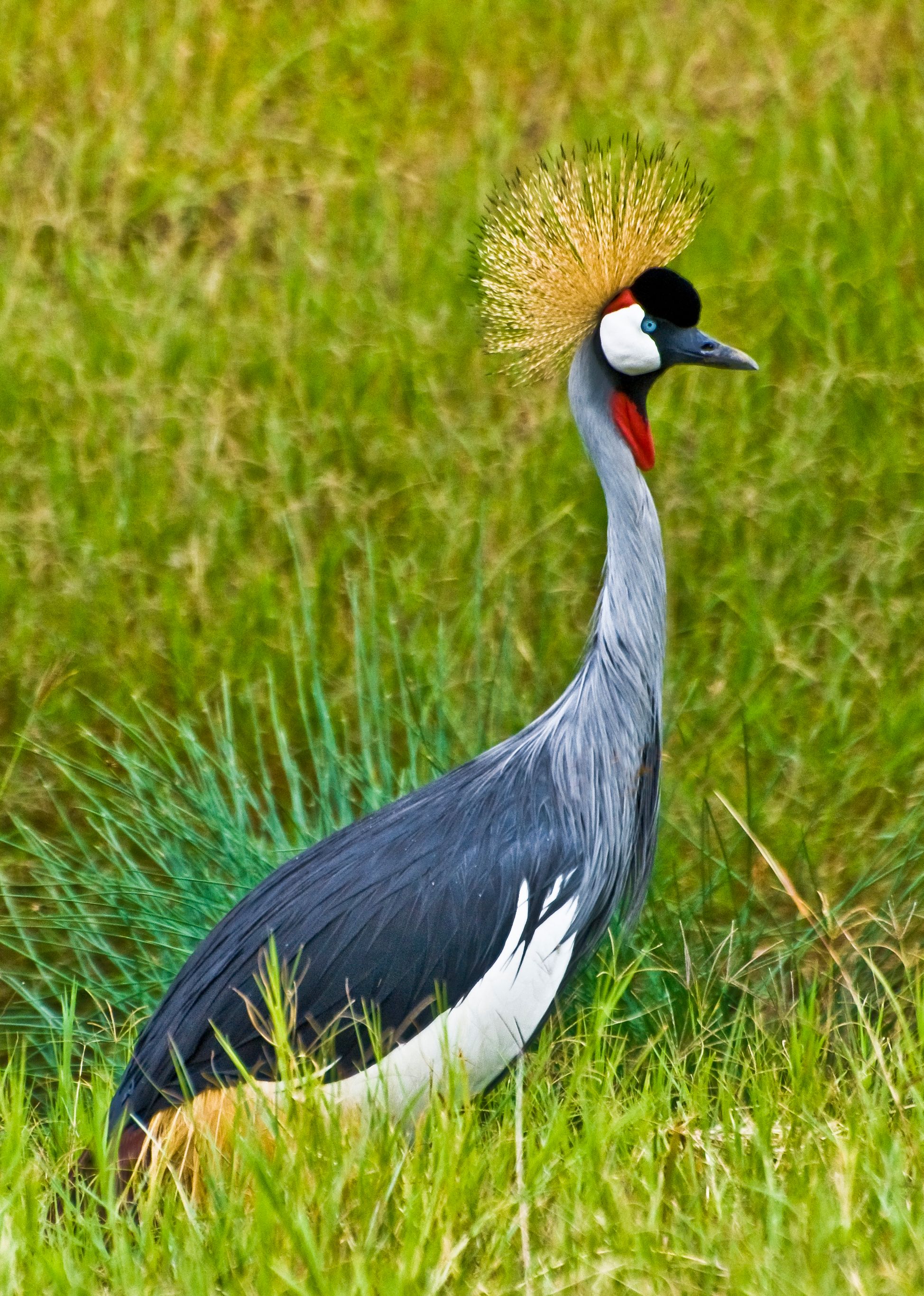 Crowned Crane, East Africa
