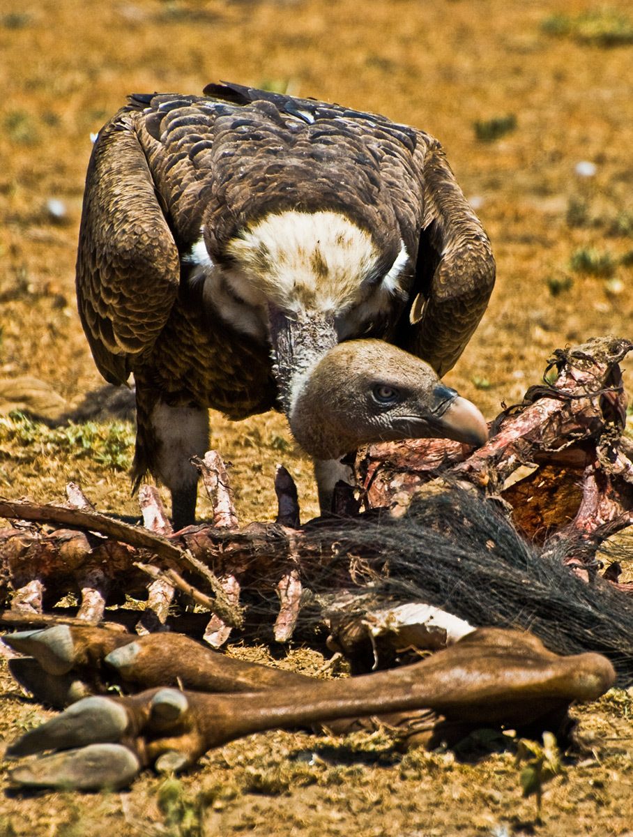 Feeding Vulture, Serengeti National Park, Tanzania