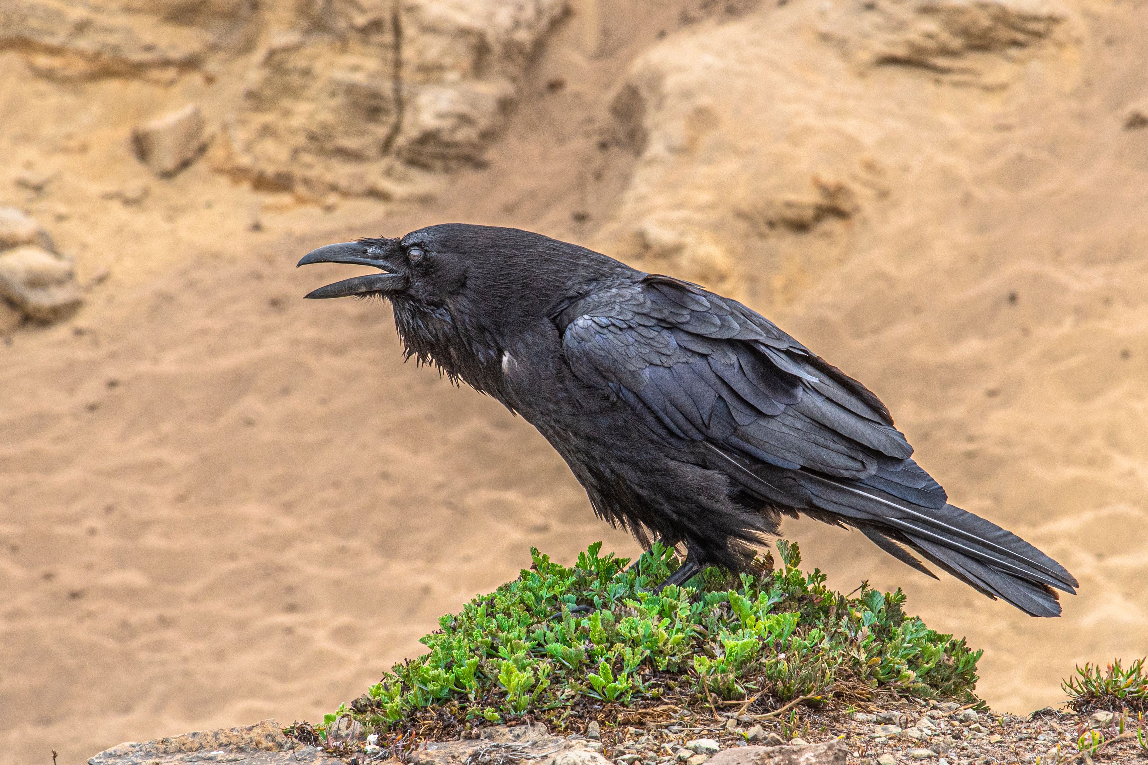 Crow, Mendocino, CA