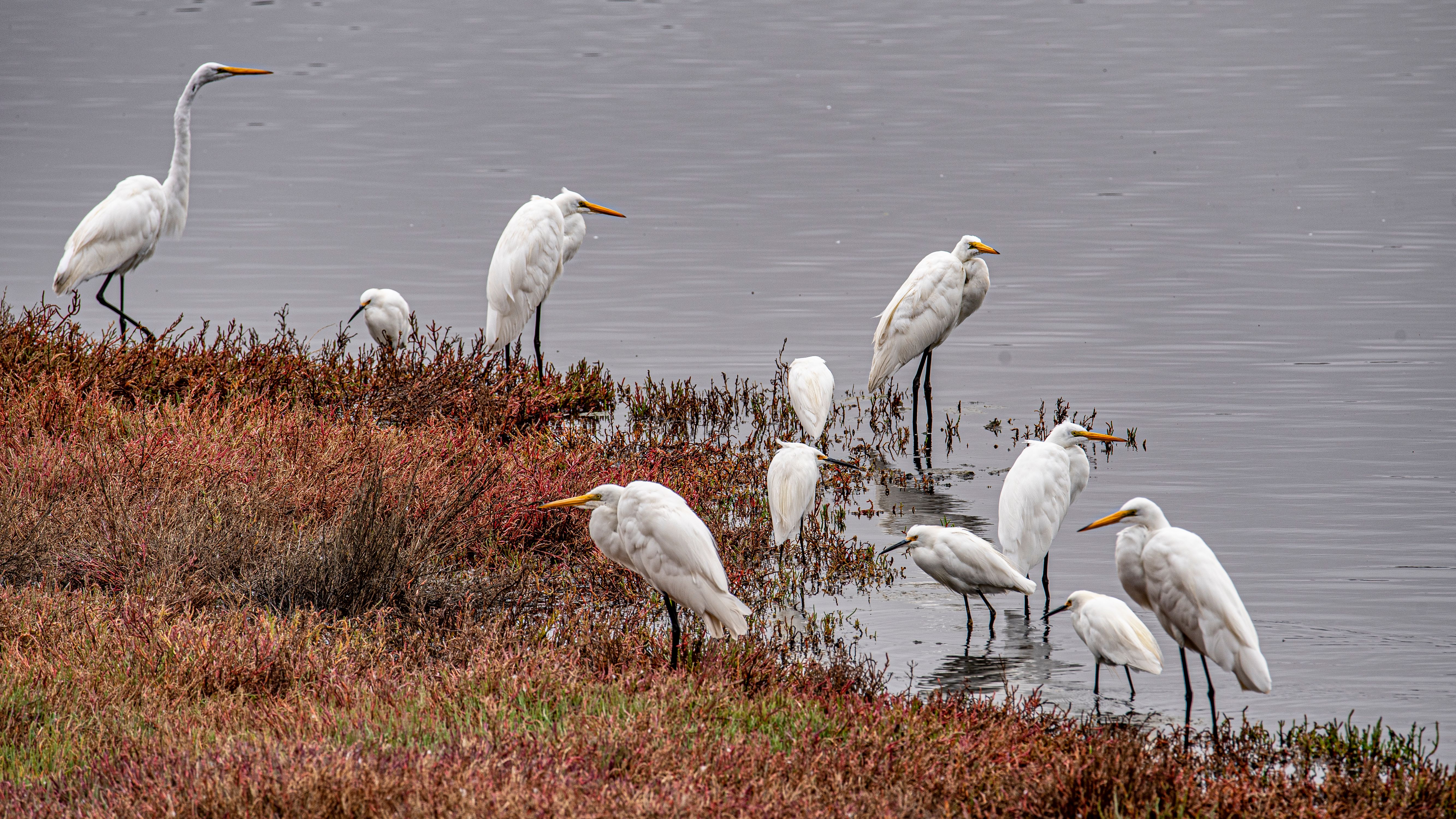 Egrets, Moss Landing, CA