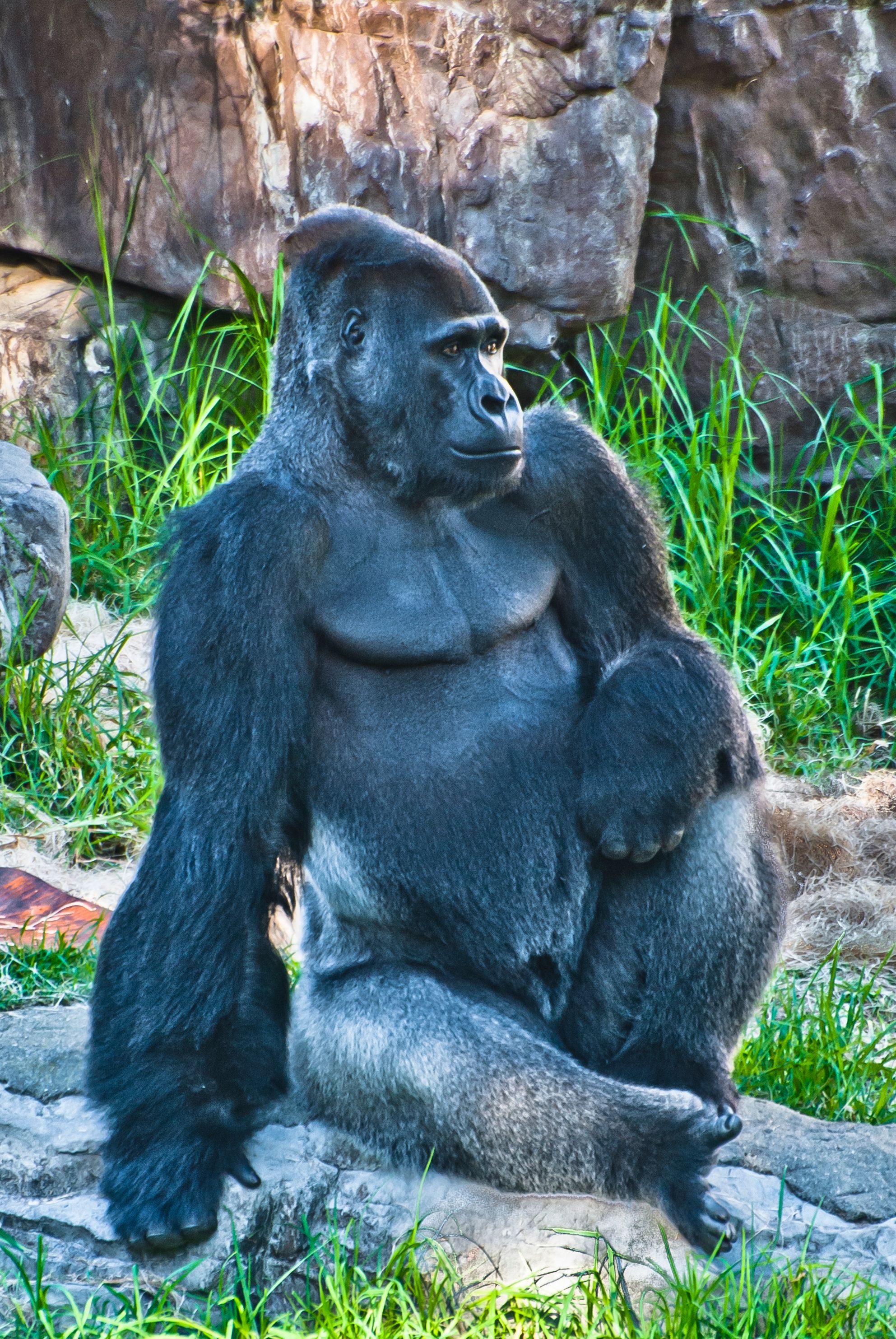 Gorilla, San Francisco Zoo, CA 
