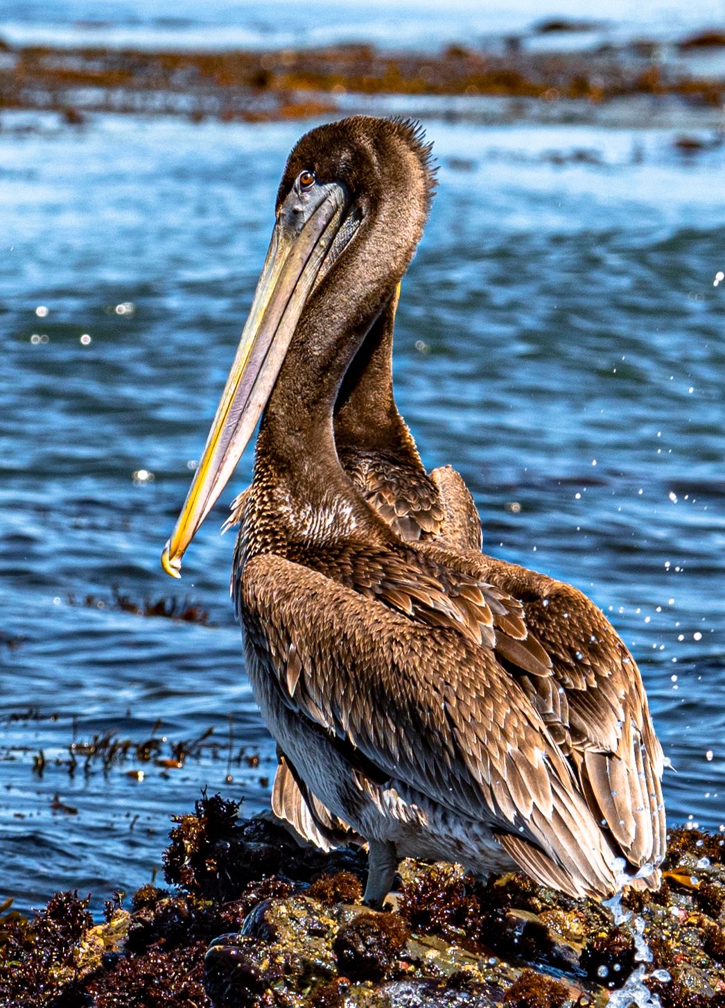 Pelican, Carmel, California