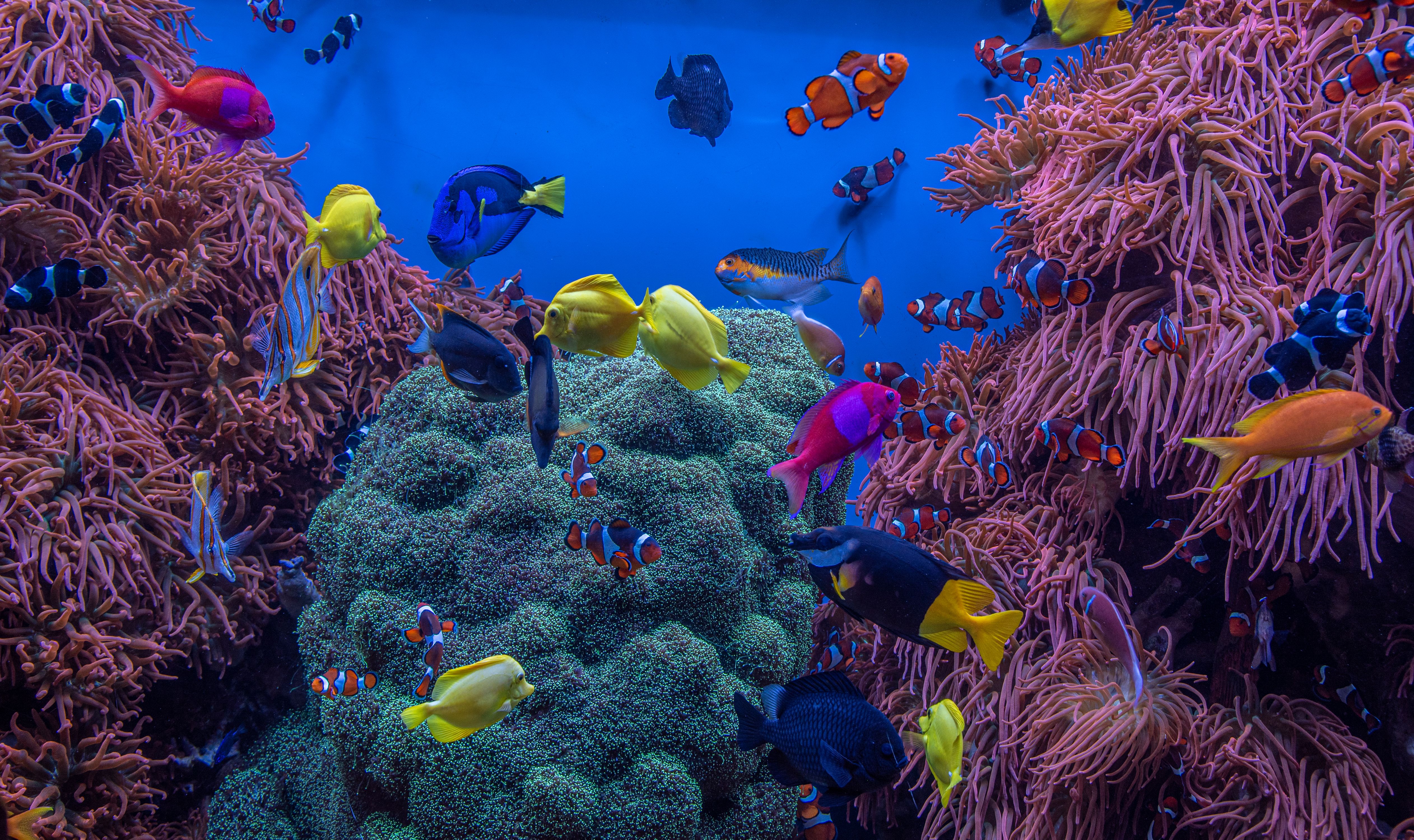 Monterey Bay Aquarium, Monterey, California