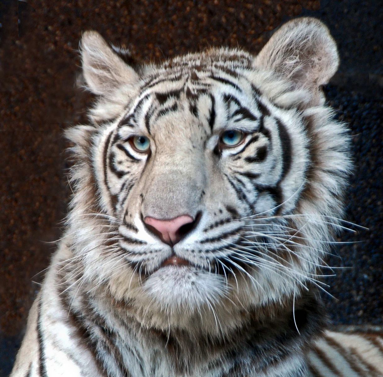White Tiger, Omaha Zoo, Nebraska