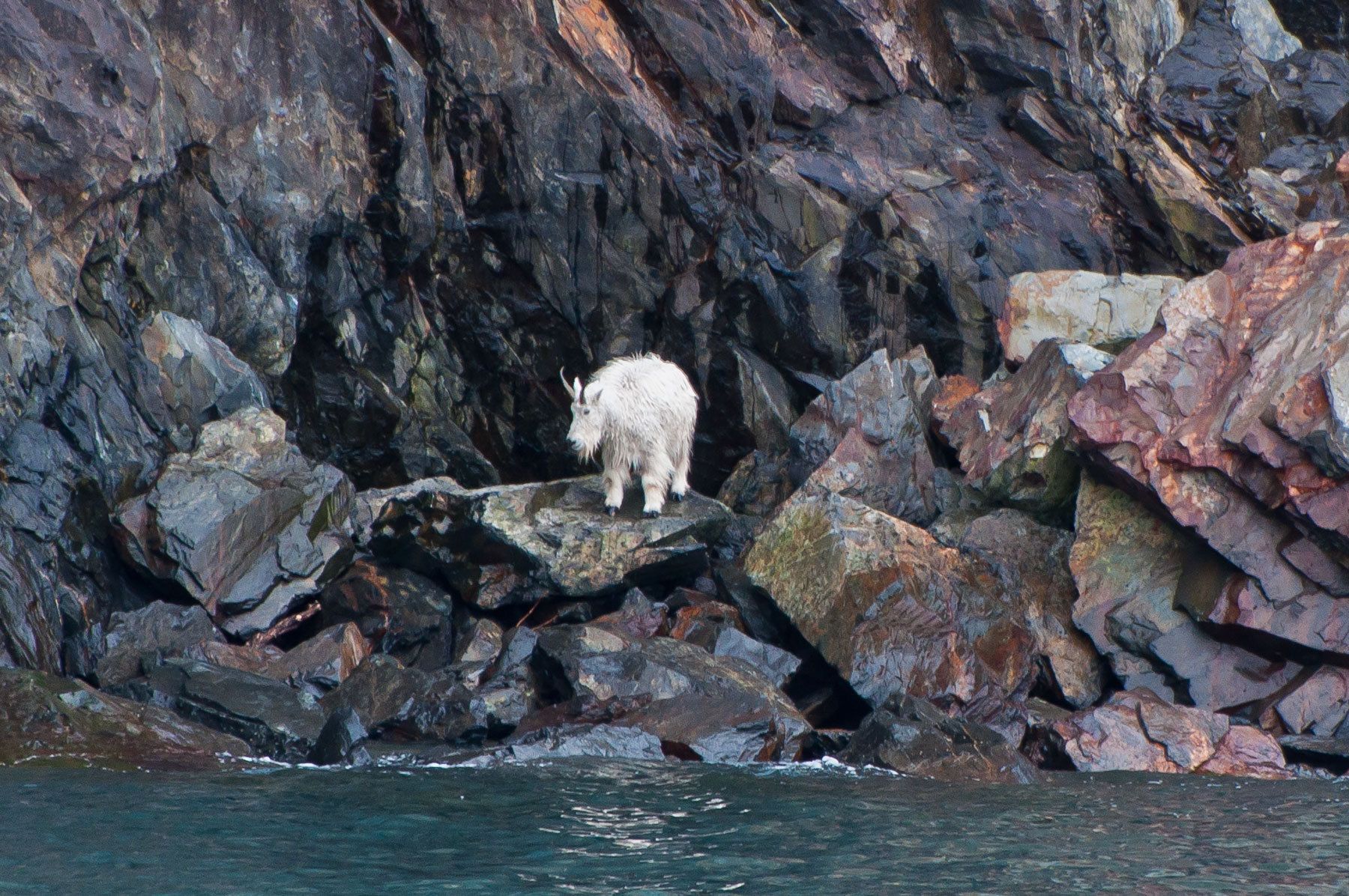 Mountain Goat, Prince William Sound, Alaska