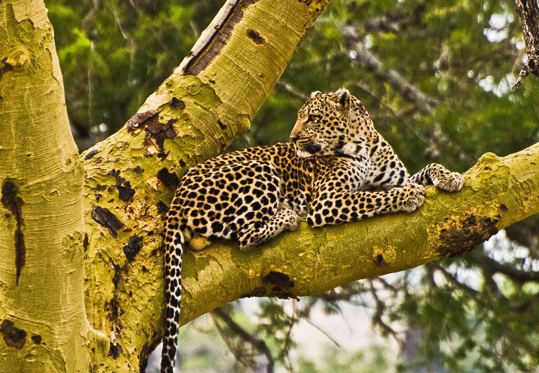 Leopard in Tree, Serengeti National Park, Tanzania