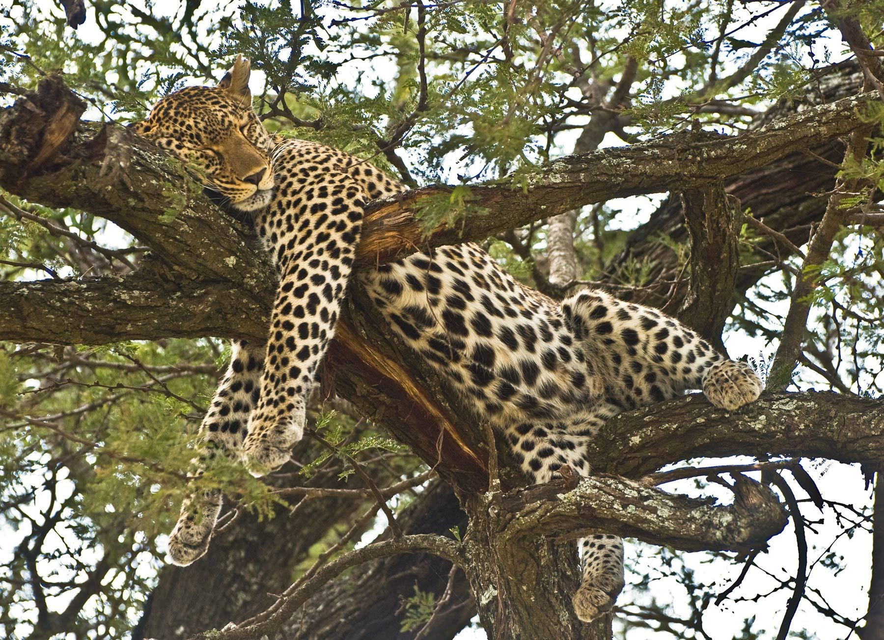 Sleeping Leopard, Serengeti National Park, Tanzania