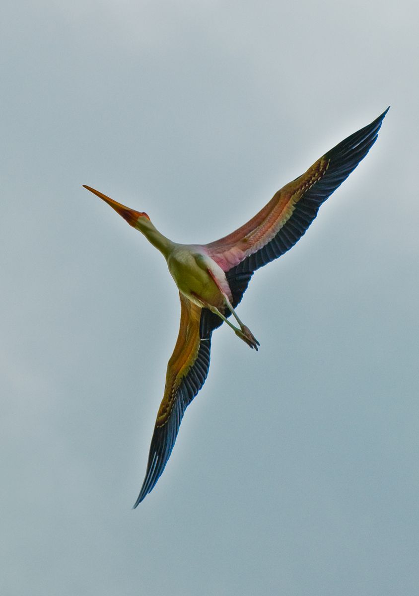 Stork in Flight, Manyara National Park, Tanzania