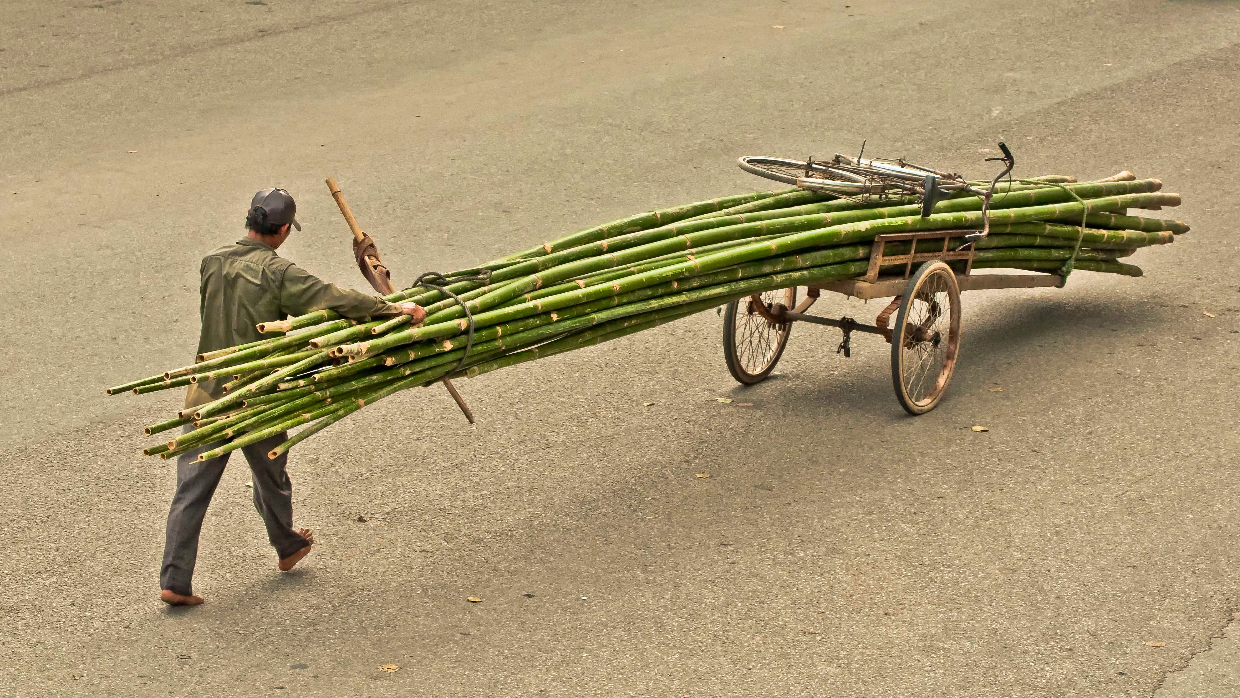 Man hauling Bamboo, Vietnam