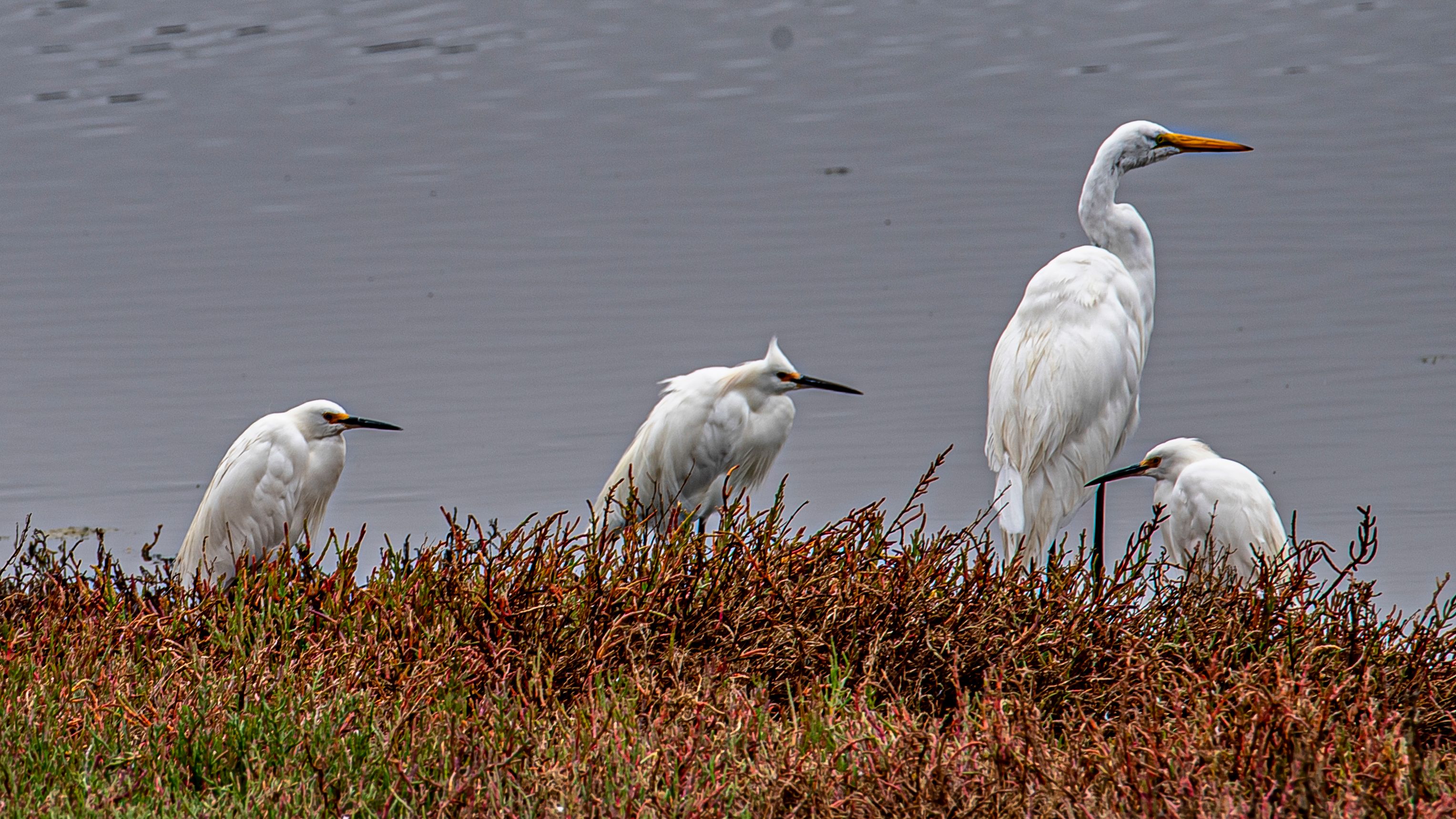 Egrets, Elkhorn Slough, Moss Landing, CA
