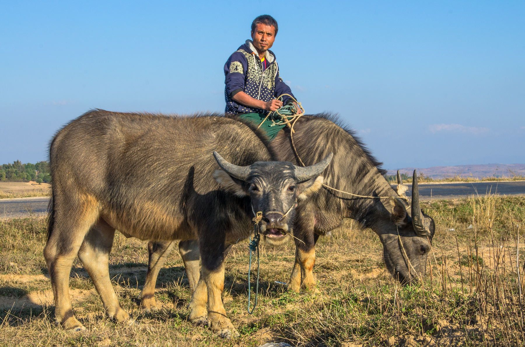 Man riding bull, Myanmar